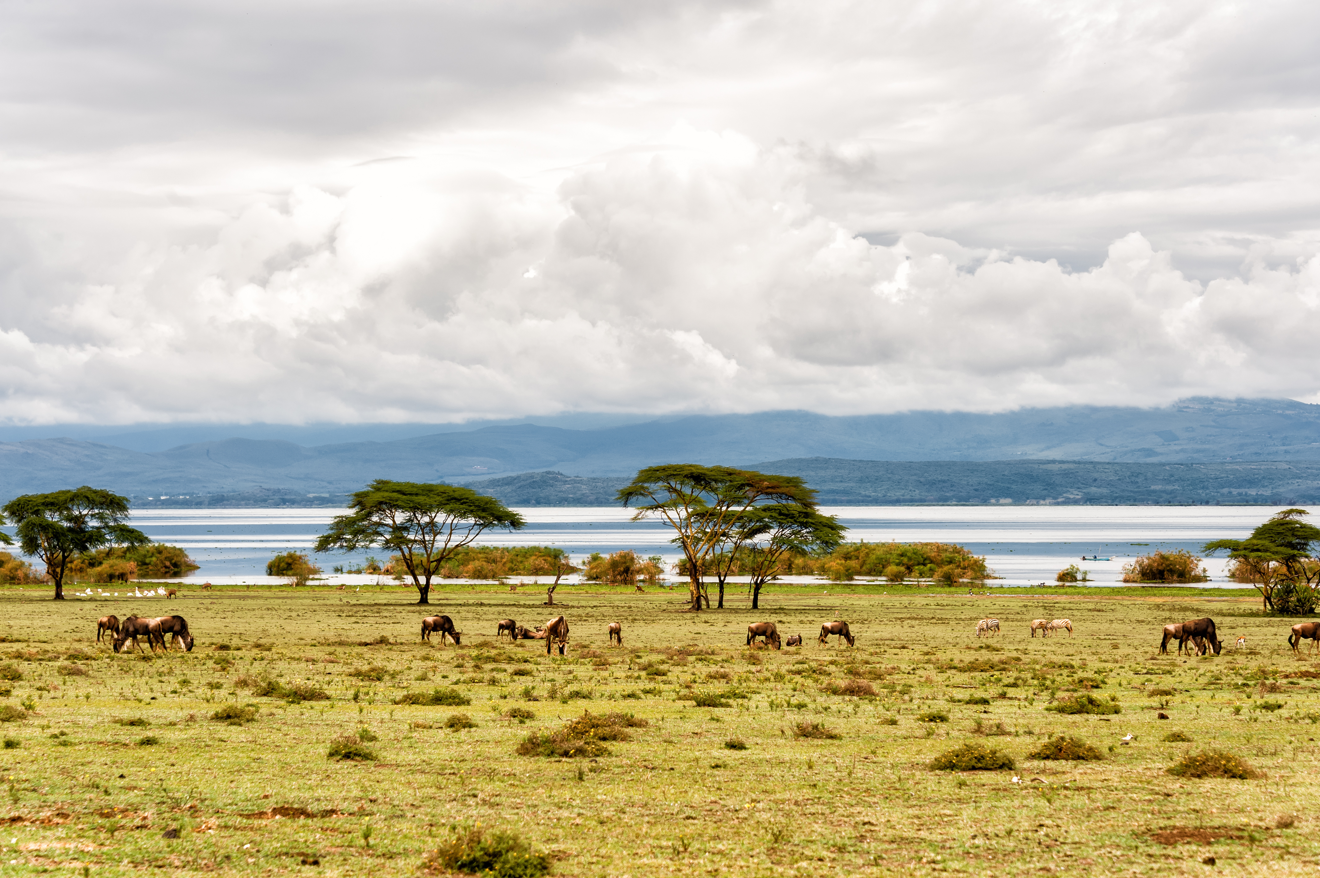 Lake Naivasha Åbent Område