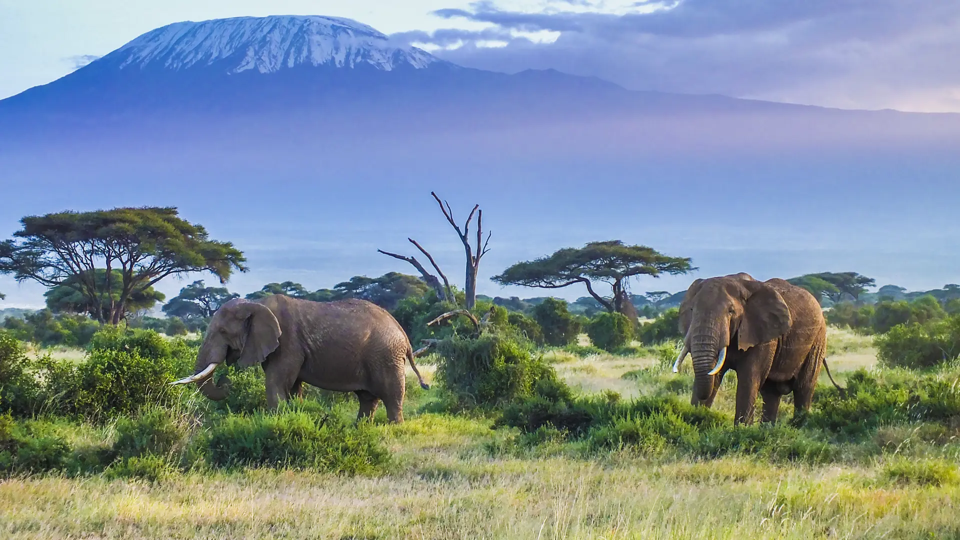 Amboselie Elefanter 2