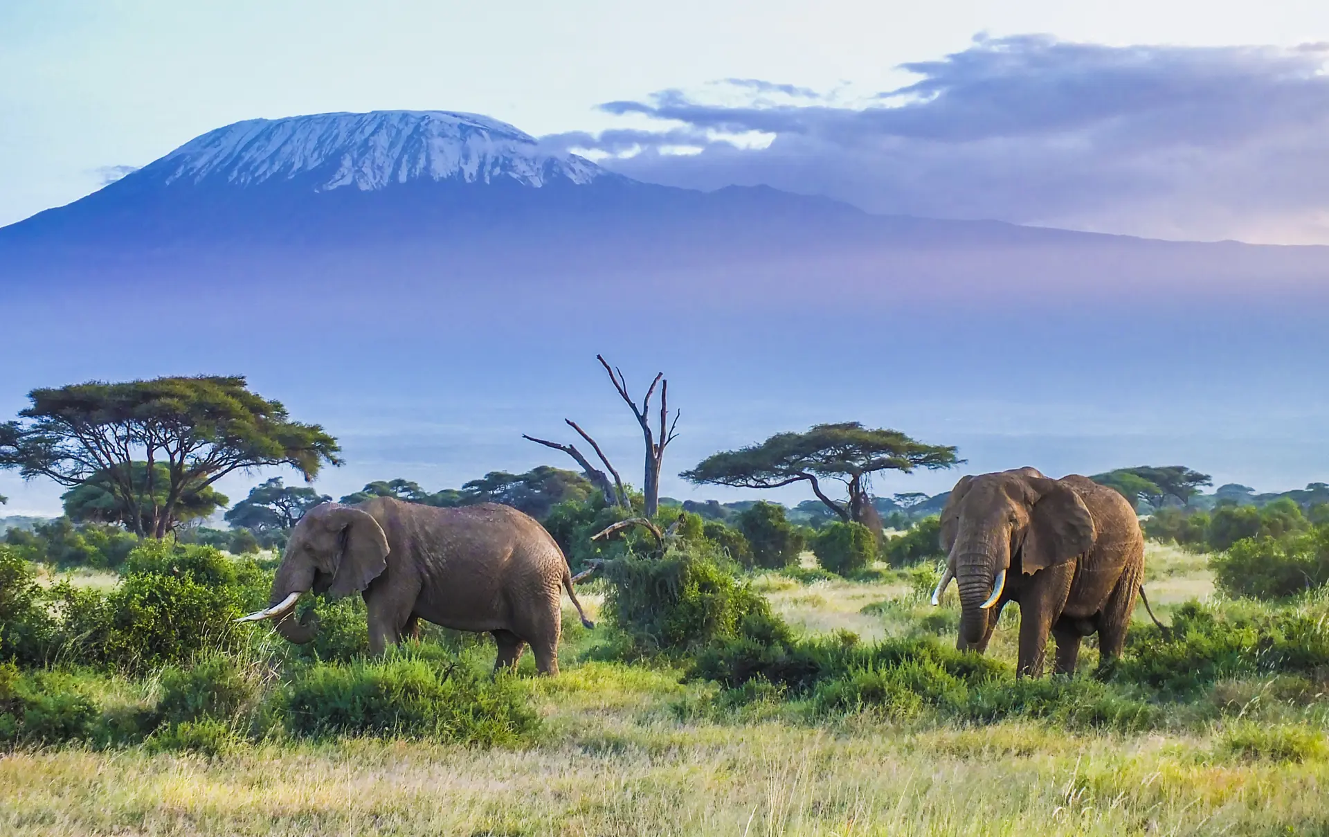 Amboselie Elefanter 2