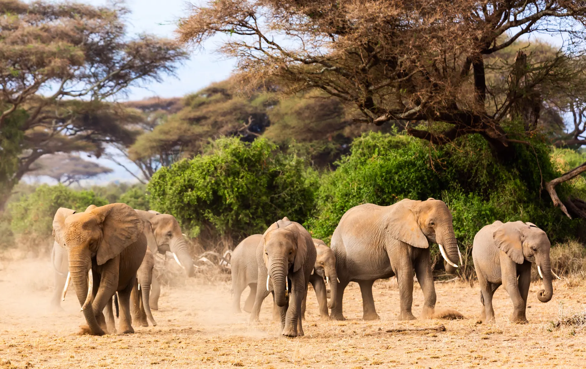 Amboseli Elefanter 3