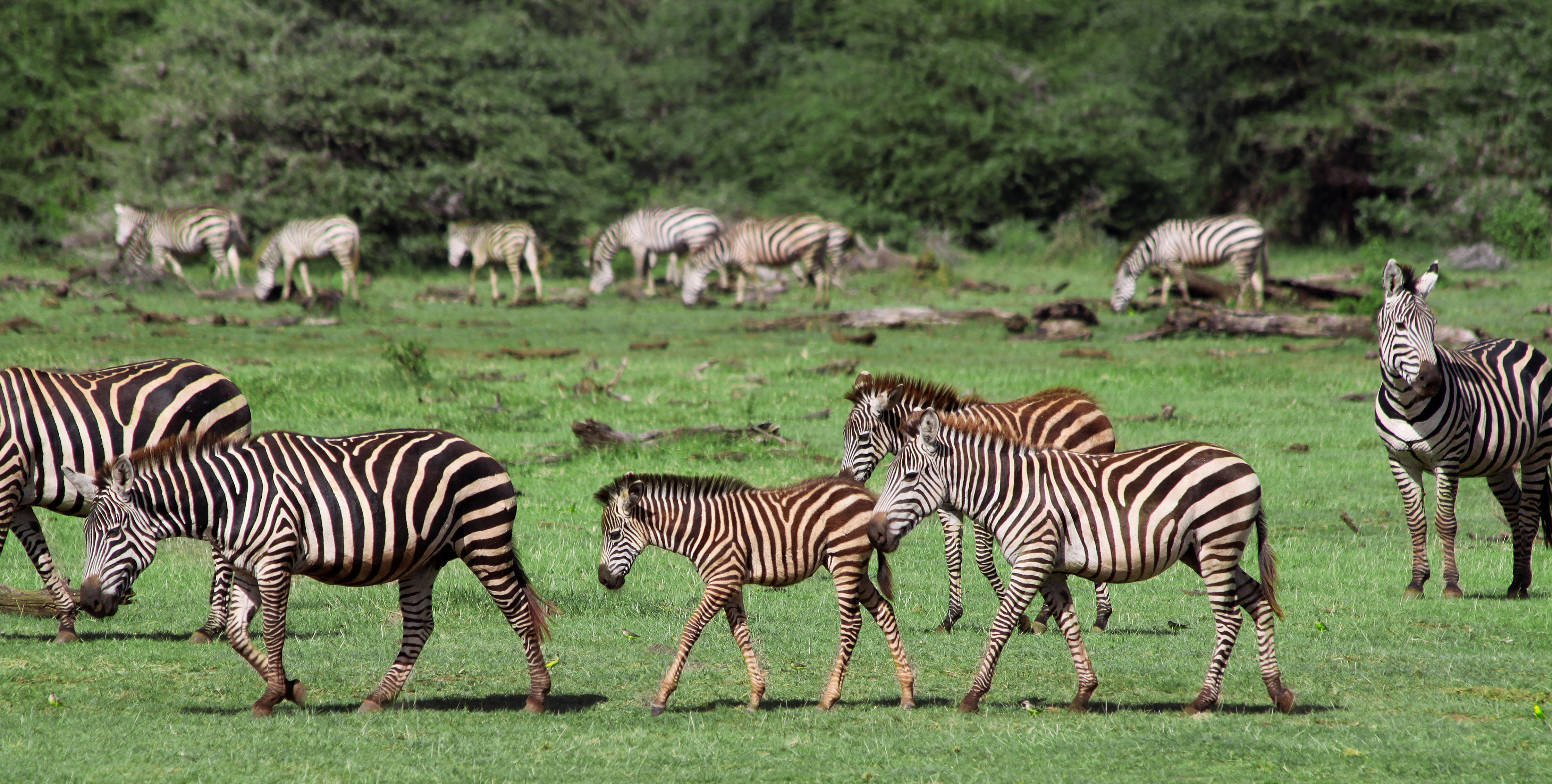 Shutterstock 1175723344