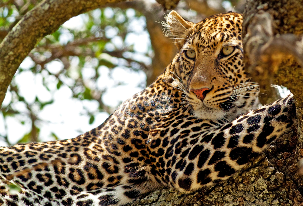 Wild Leopard Lying In Wait Atop A Tree In Masai Mara, Kenya