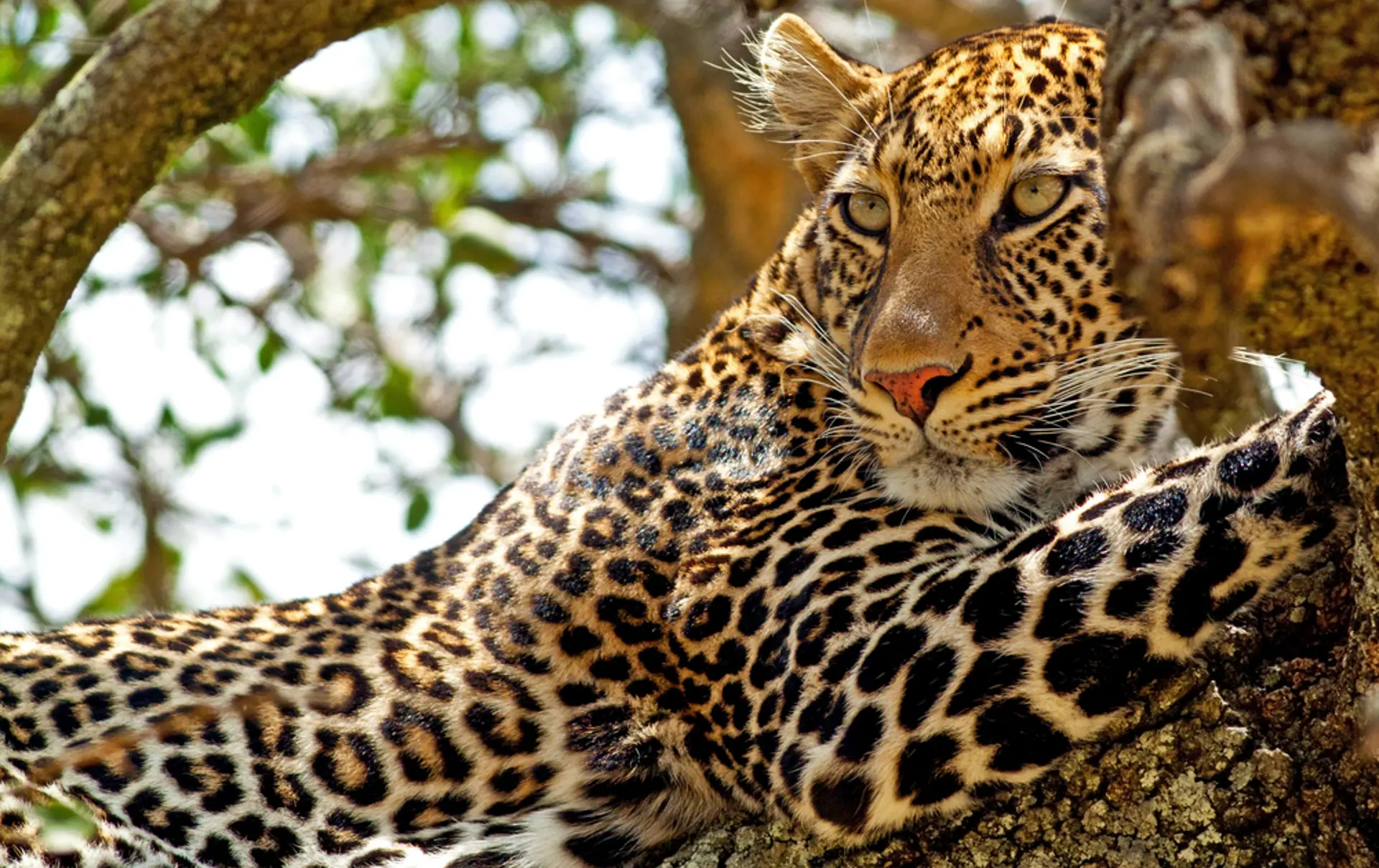 Wild Leopard Lying In Wait Atop A Tree In Masai Mara, Kenya