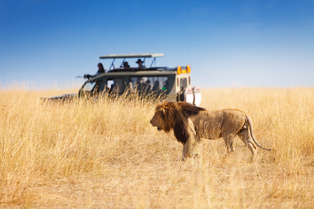 Serengeti Løve