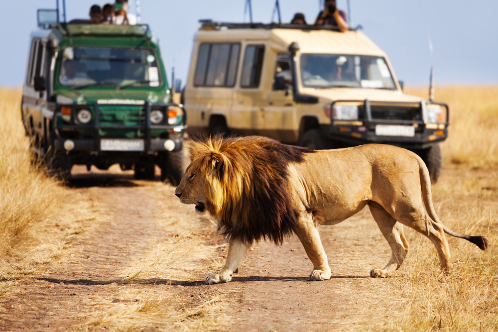 Serengeti Løve (2)