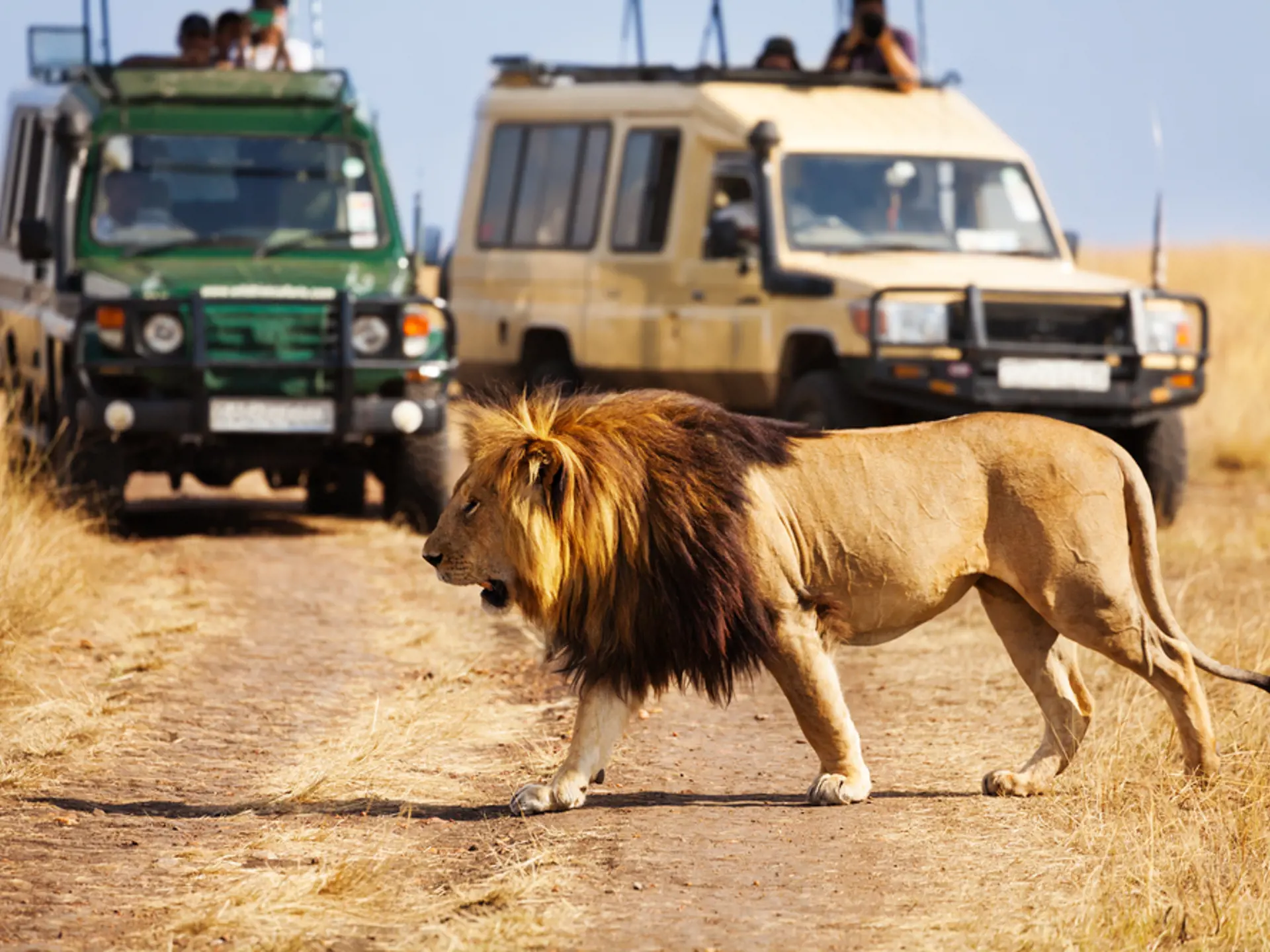 Serengeti Løve (2)