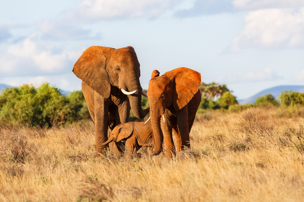Samburu National Park Elefanter