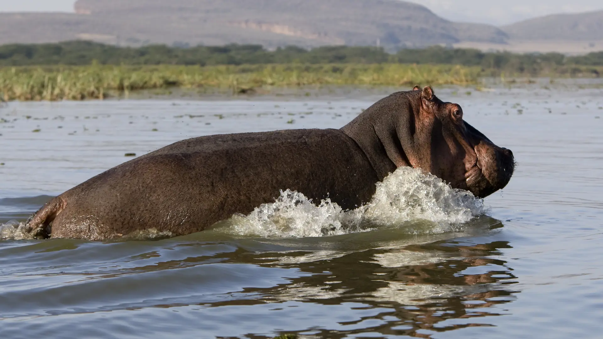Hippo In Lake Naivasha