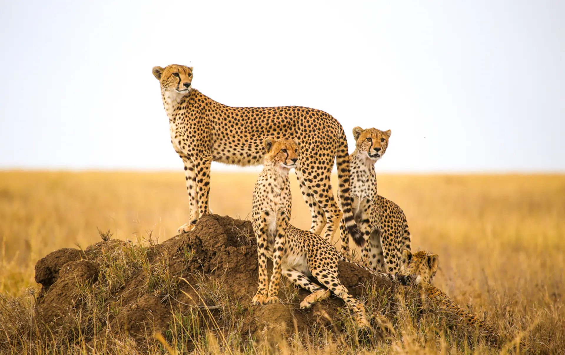Serengeti Gepard