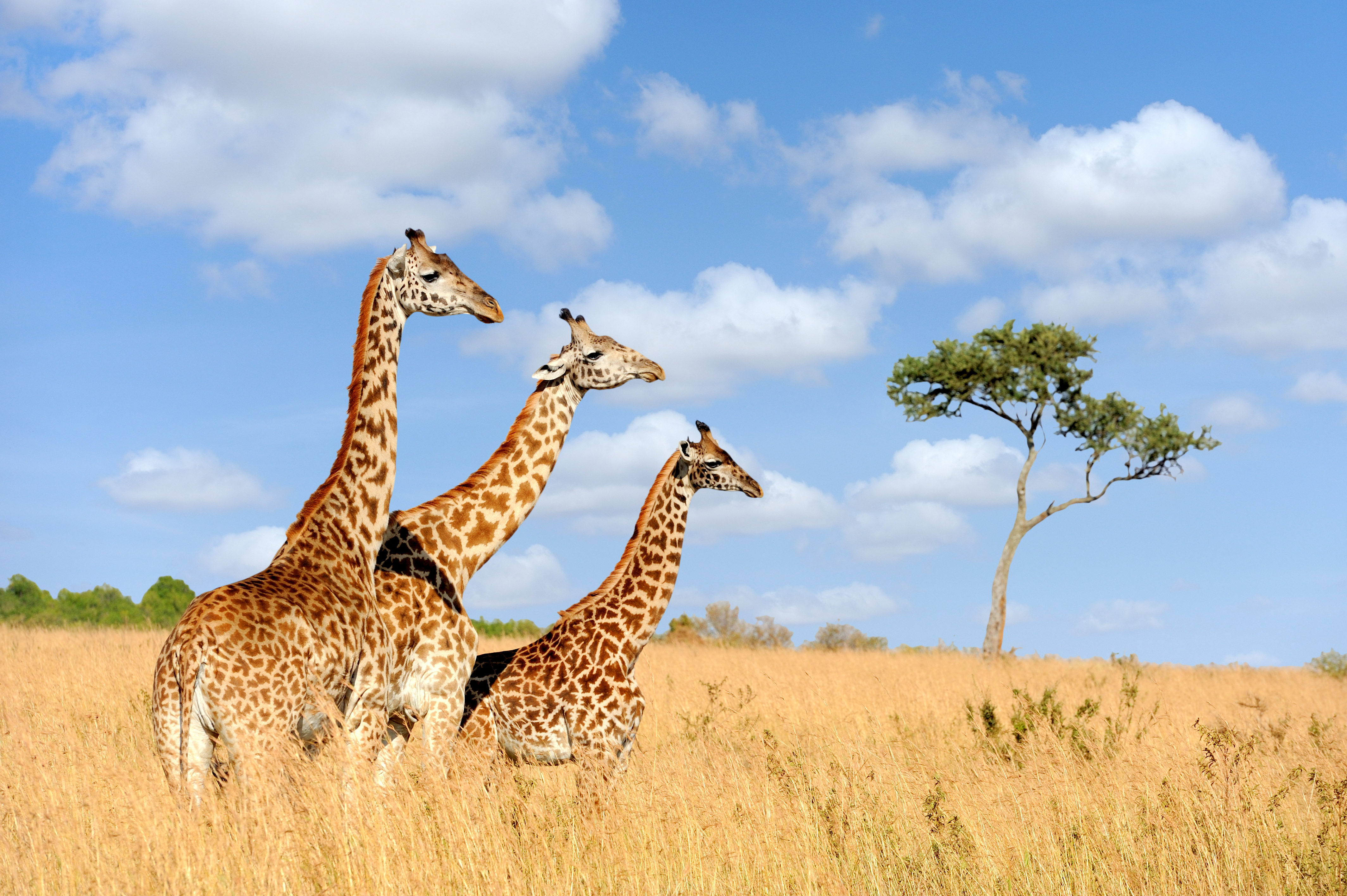 Shutterstock 572253172