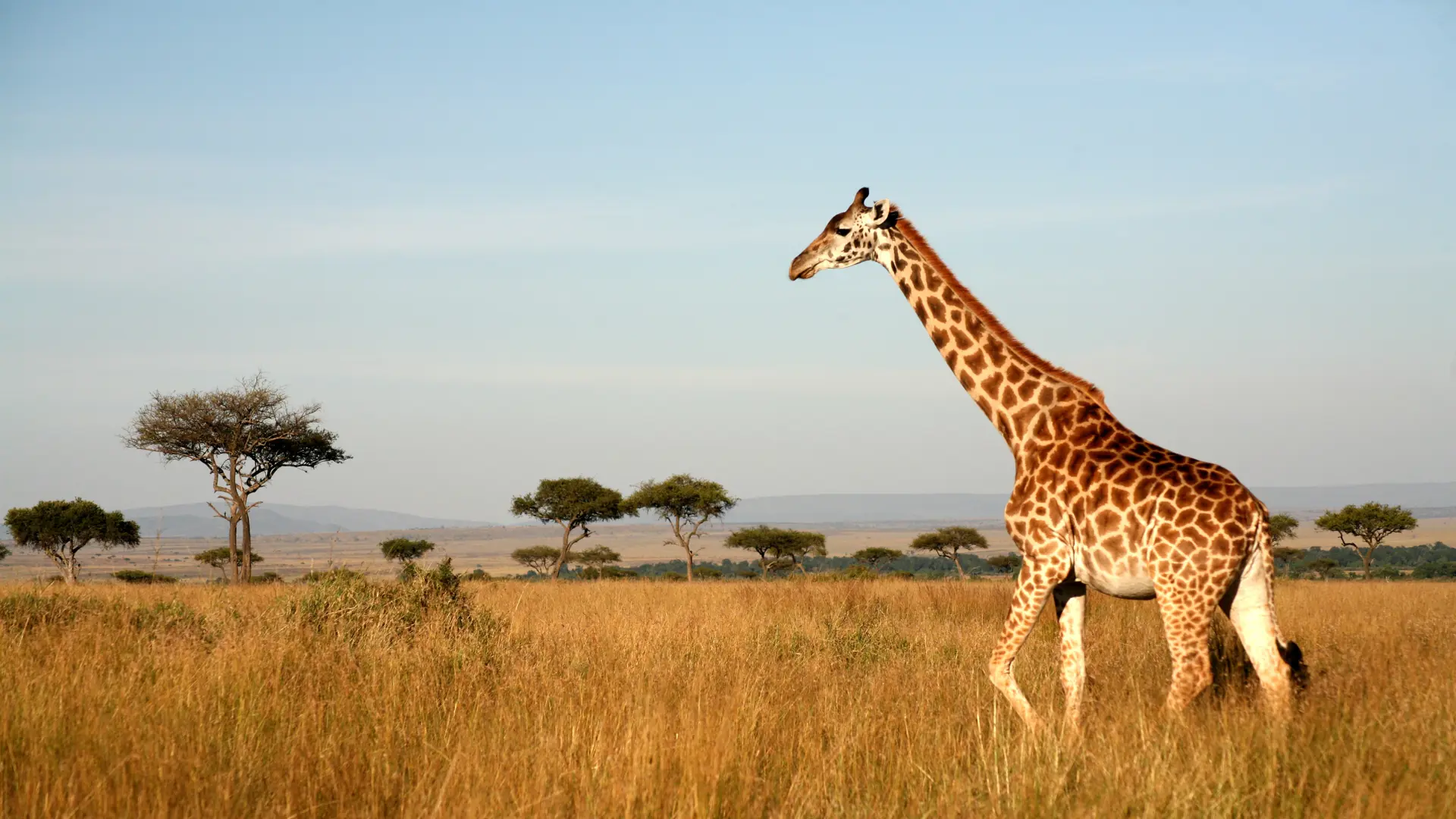 Shutterstock 13050973