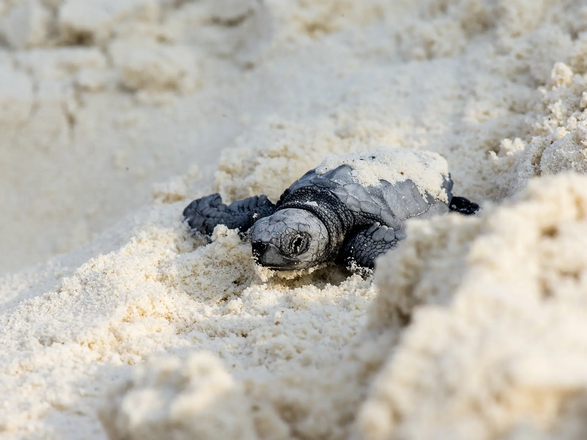 Thebarefoot Baby Turtles