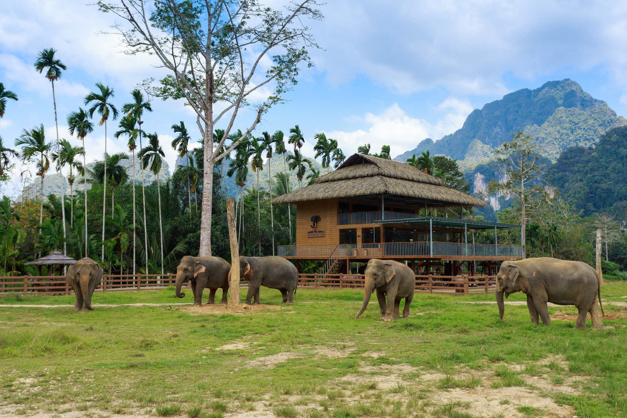 H14 Ethical Elephant Experience At Elephant Hills Luxury Tented Camp Khao Sok National Park Thailand No Elephant Riding Or Trekking