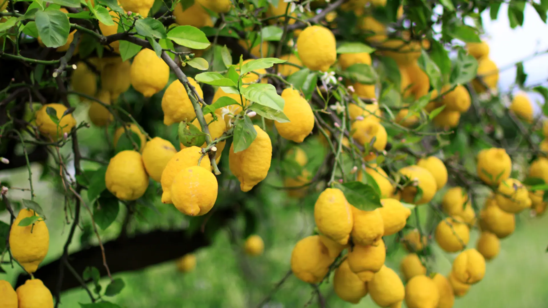 Shutterstock 534662458