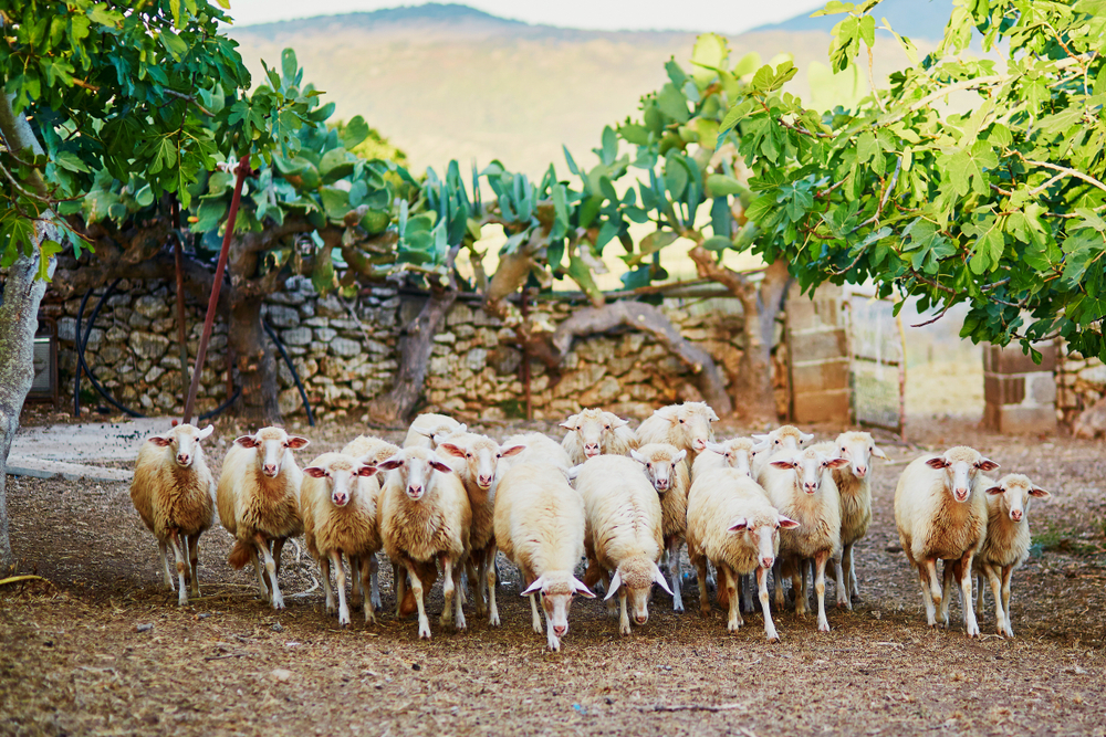 Shutterstock 1099573076