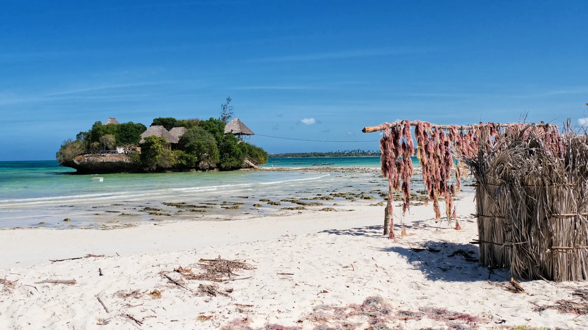 Shutterstock 2306514583 Zanzibar, Tanzania Beautiful Calm White Sand Beach With Clear Sky Seaweed Farming In Pongwe