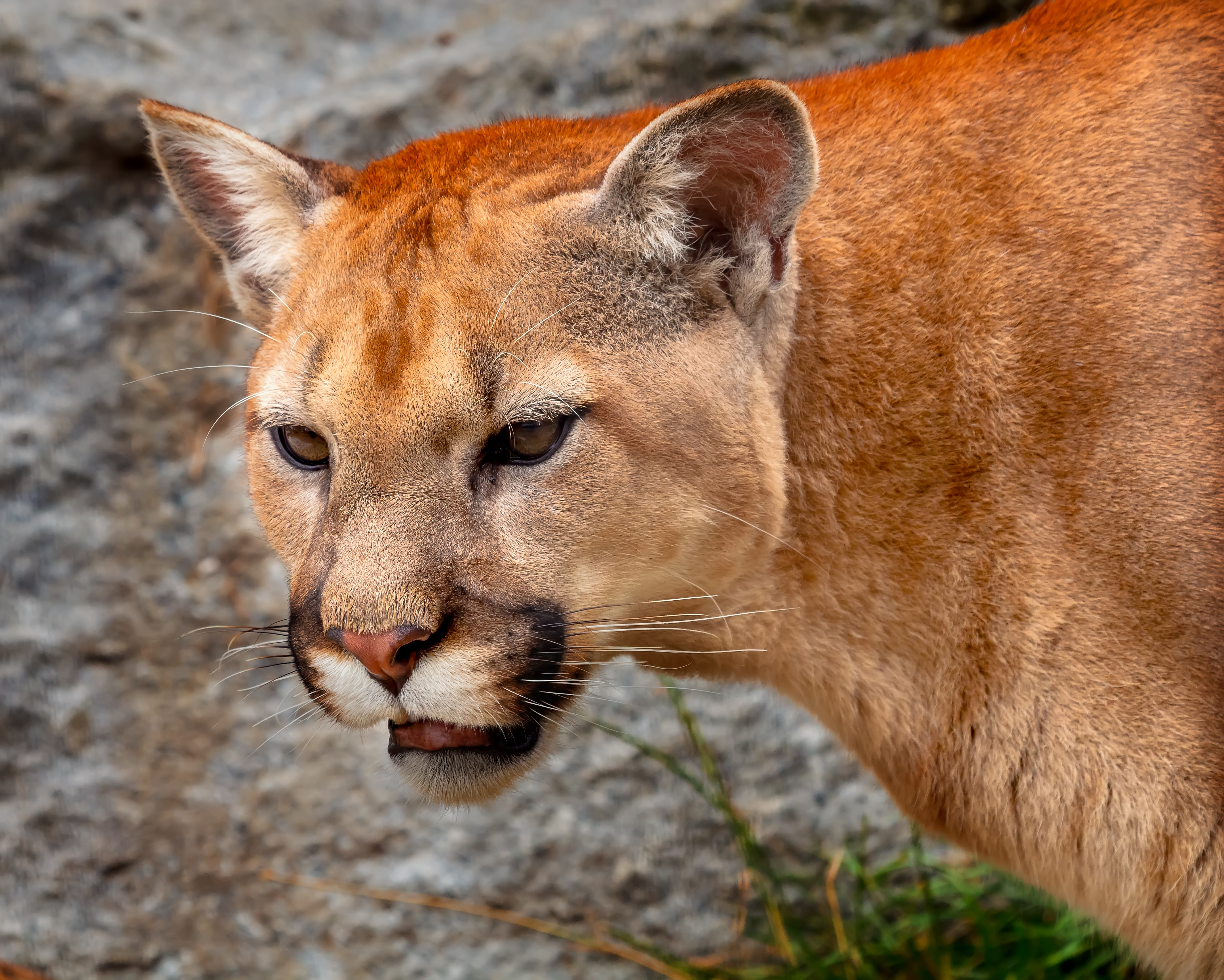 dag 3 shutterstock_115725574 Mountain Lion Closeup Head, Cougar, Puma Concolor Predator, on Rocky Mountain.jpg