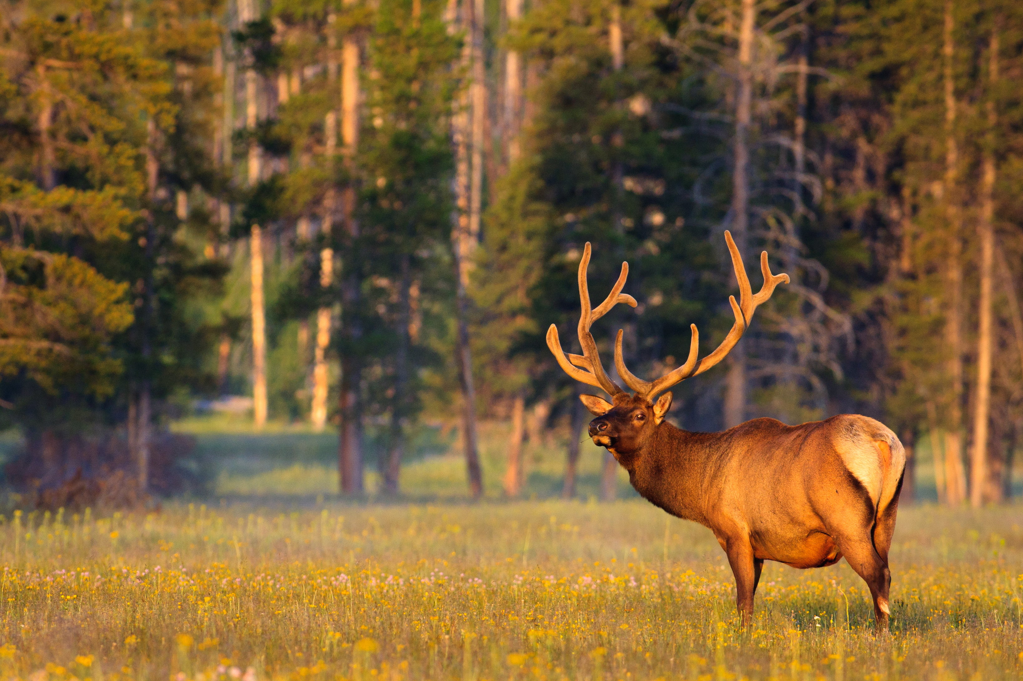 shutterstock_68152900 a bull elk with velvet covered antlers, Yellowstone National Park..jpg