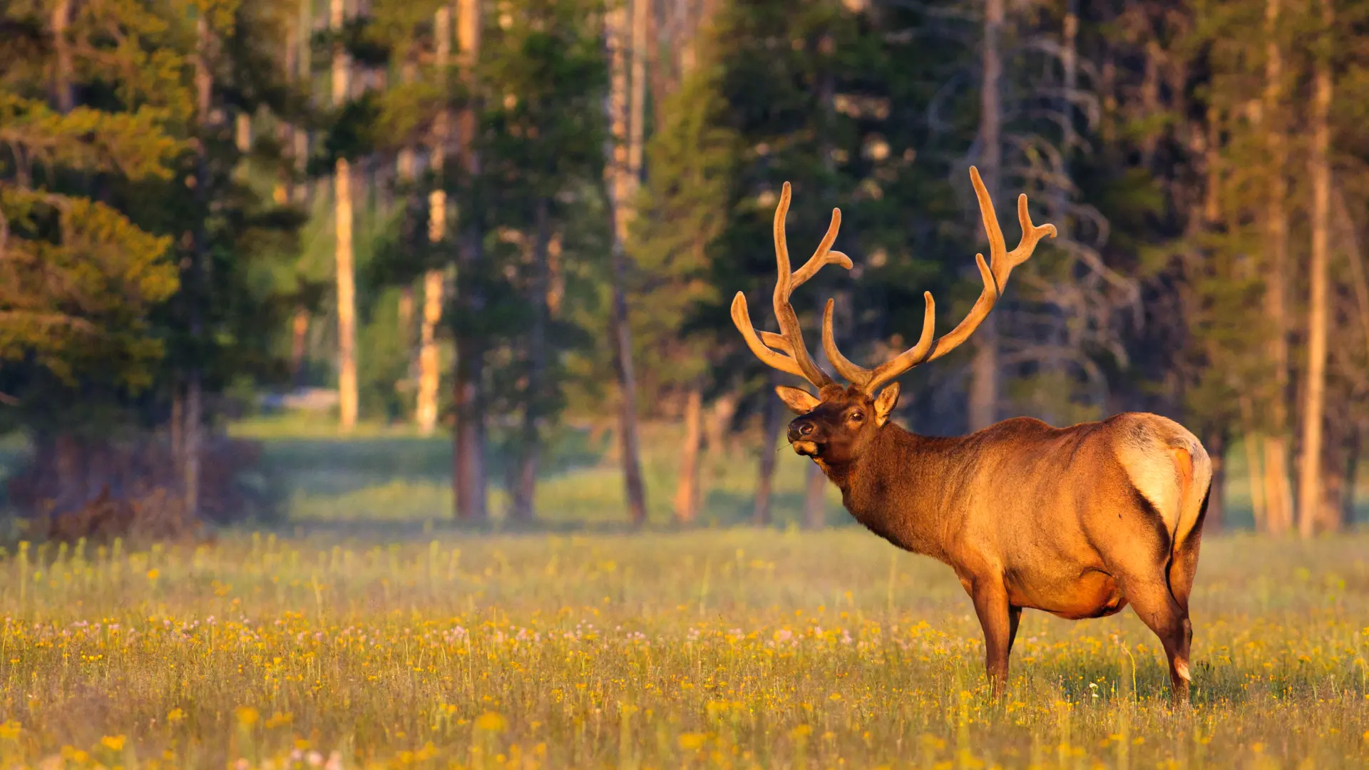 shutterstock_68152900 a bull elk with velvet covered antlers, Yellowstone National Park..jpg