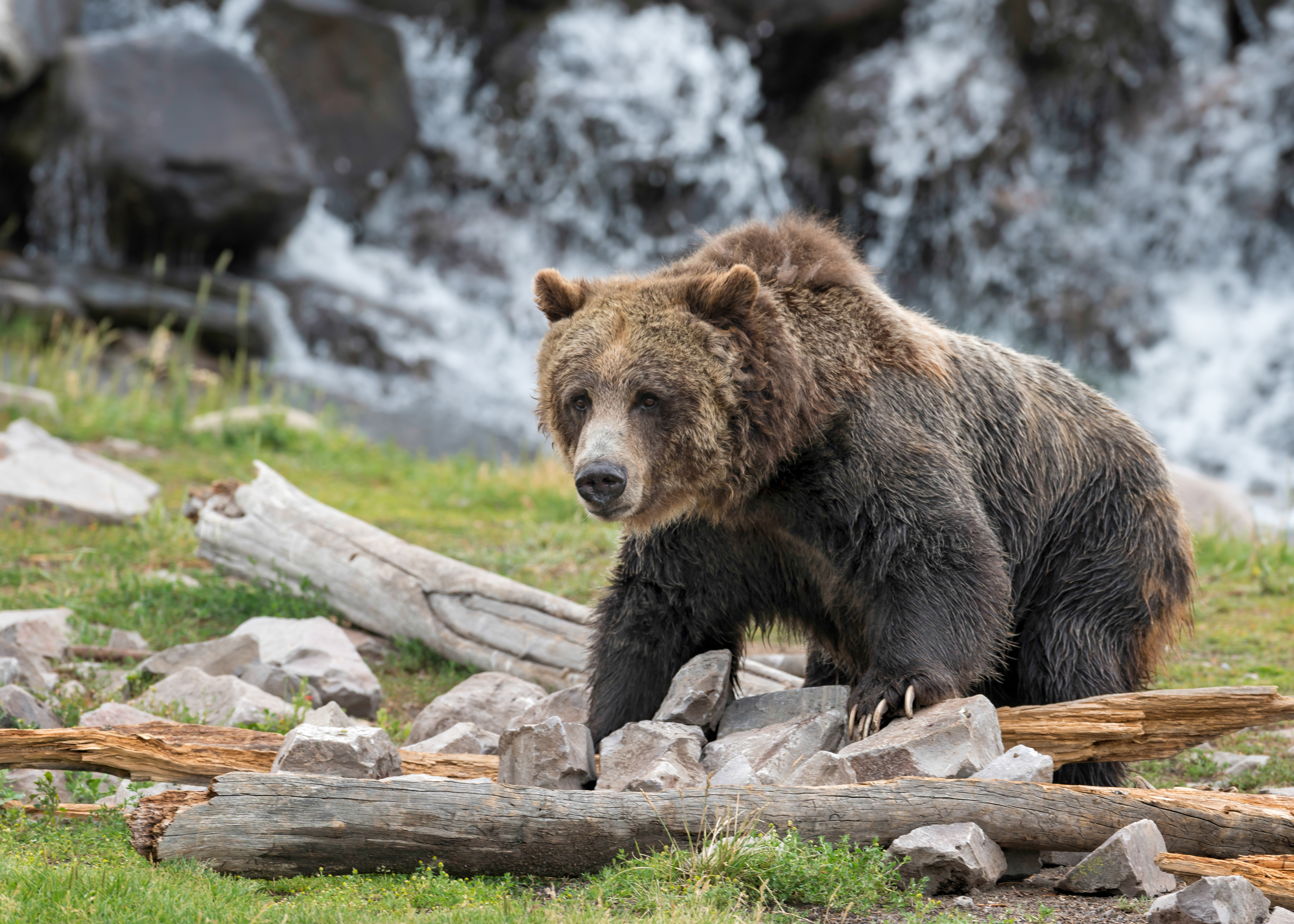 shutterstock_154772894 Grizzly bear in Yellowstone National Park, Wyoming.jpg
