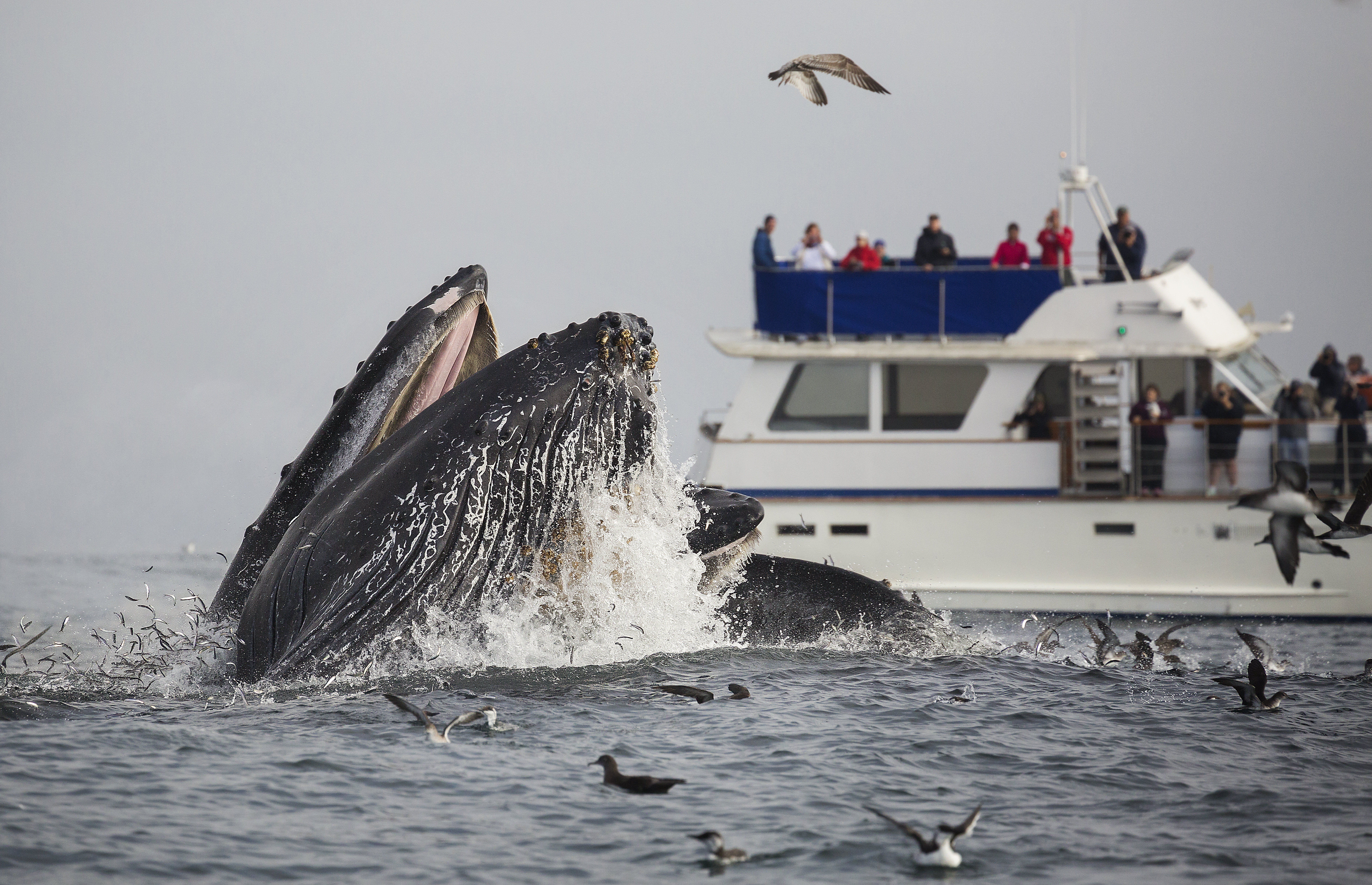Hvalsafari I Farvandet Ud For Monterey Pukkelhval Shutterstock 469182689