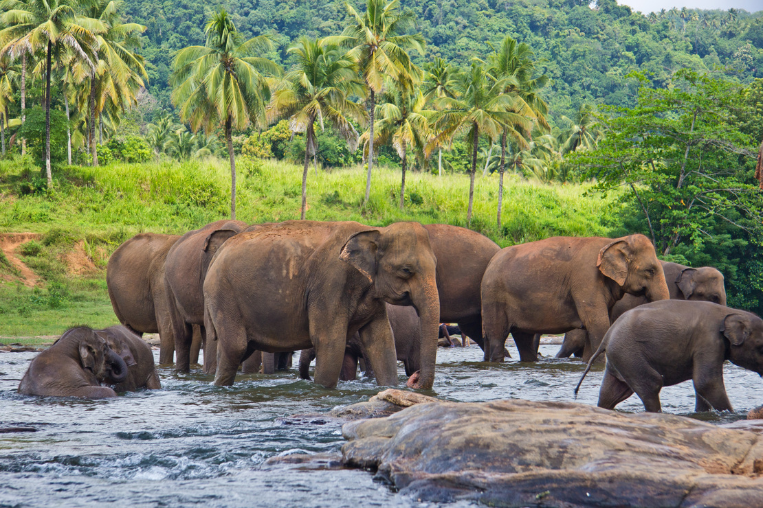 Elefanter på Sri Lanka