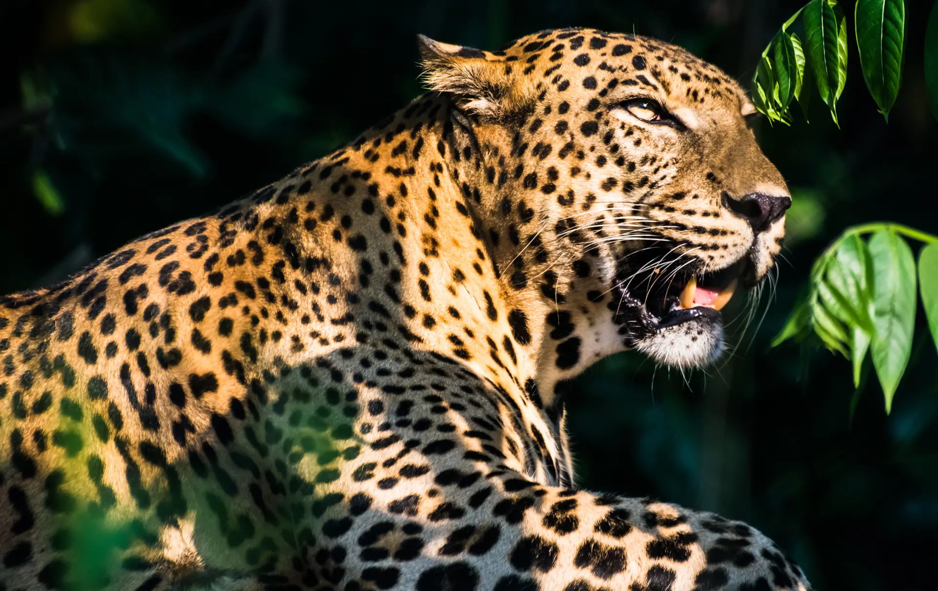 shutterstock_187018799 Sri Lankan Leopard Yala, Sri Lanka.jpg