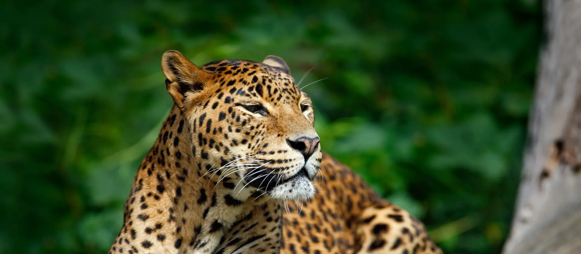Dyrelivet på Sri Lanka. Oplev smukke leoparder i Yala National Park