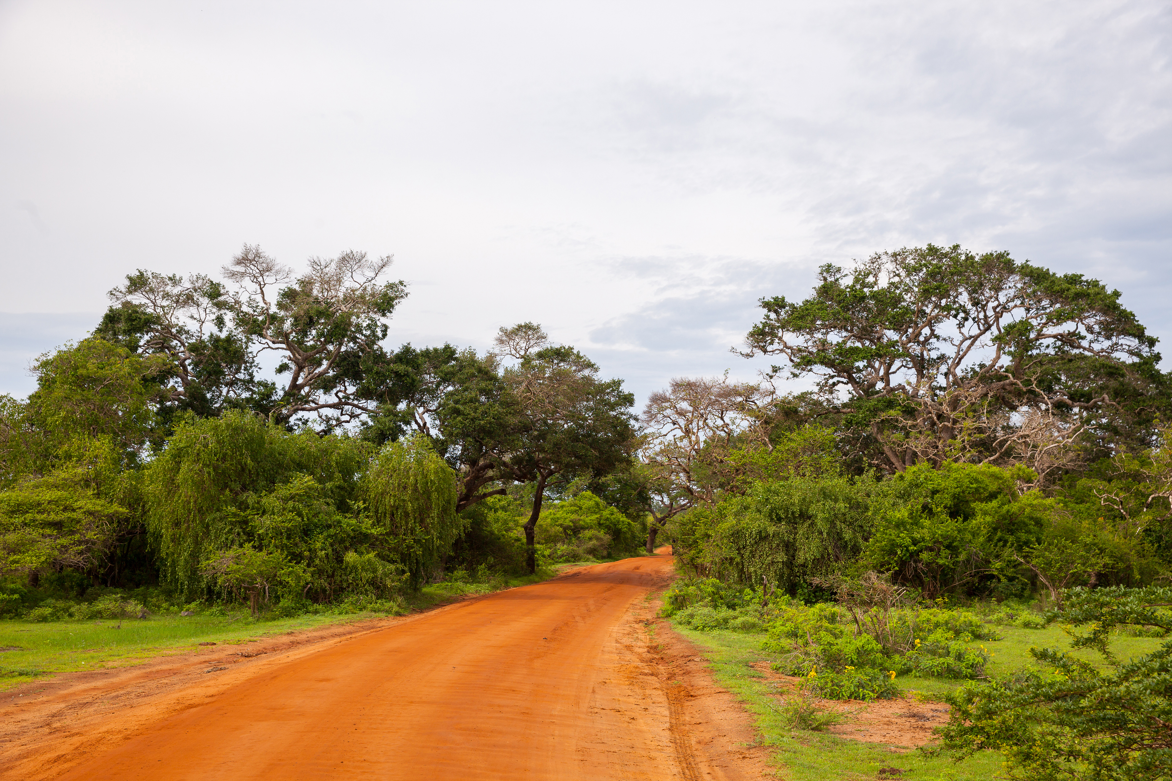 dag 9shutterstock_395359135 Road on Safari jeep at Yala National Park - Sri Lanka.jpg
