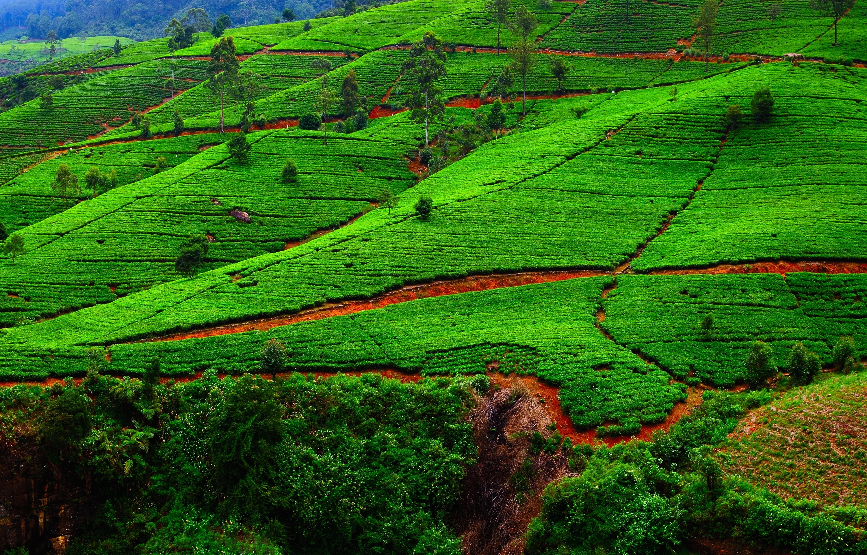 dag 7 shutterstock_229257676 Fields of tea. Plantation in Sri Lanka..jpg