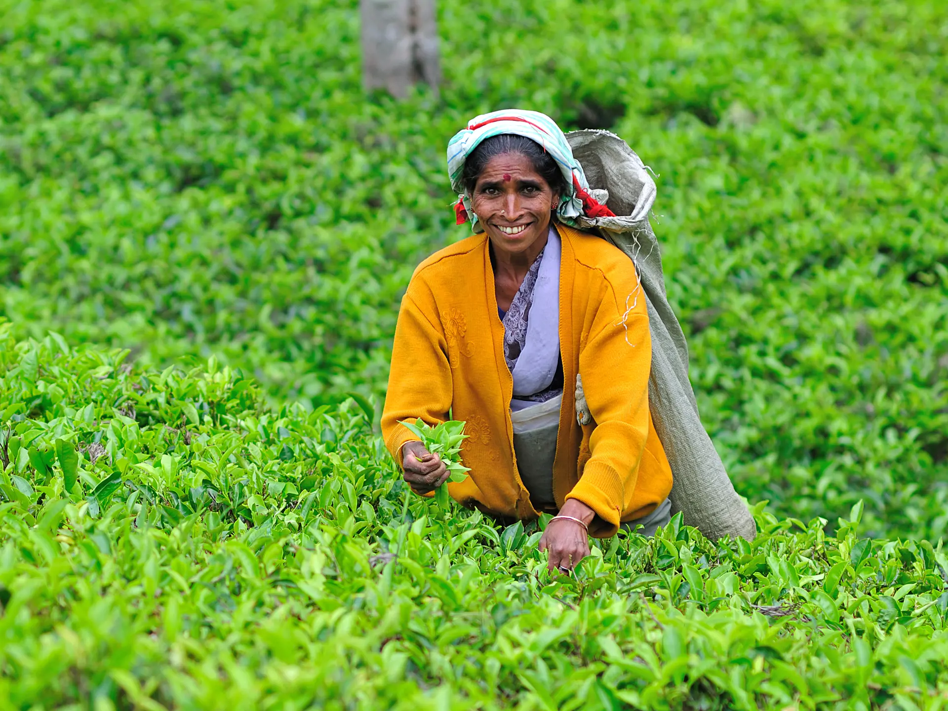Woman from Sri Lanka breaks tea leaves on tea plantation_111337808.jpg