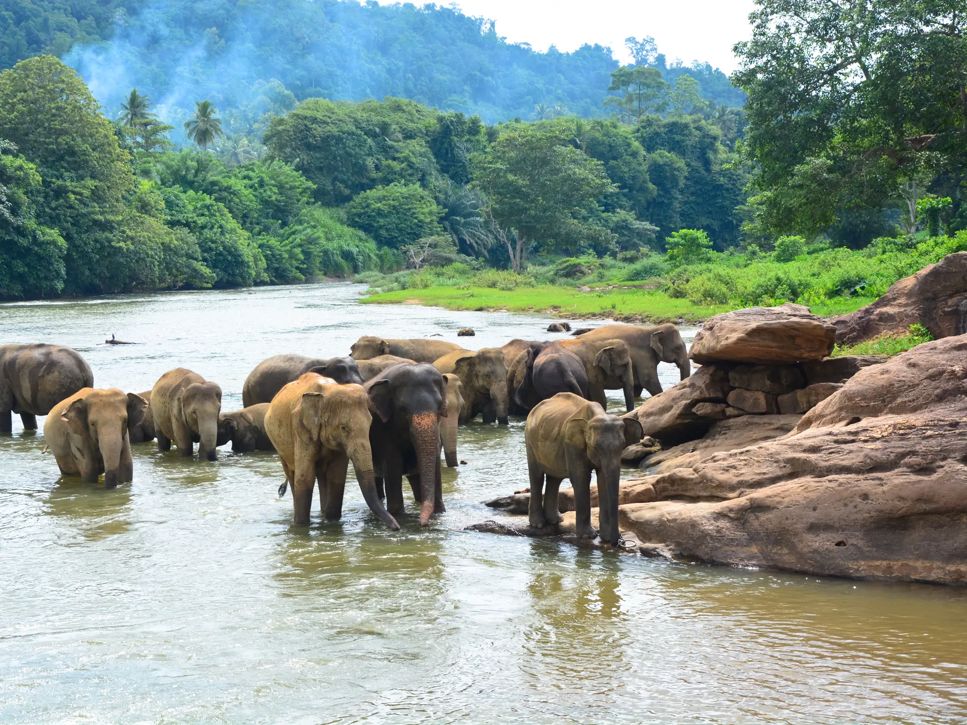 Elephants in jungle_148263590.jpg