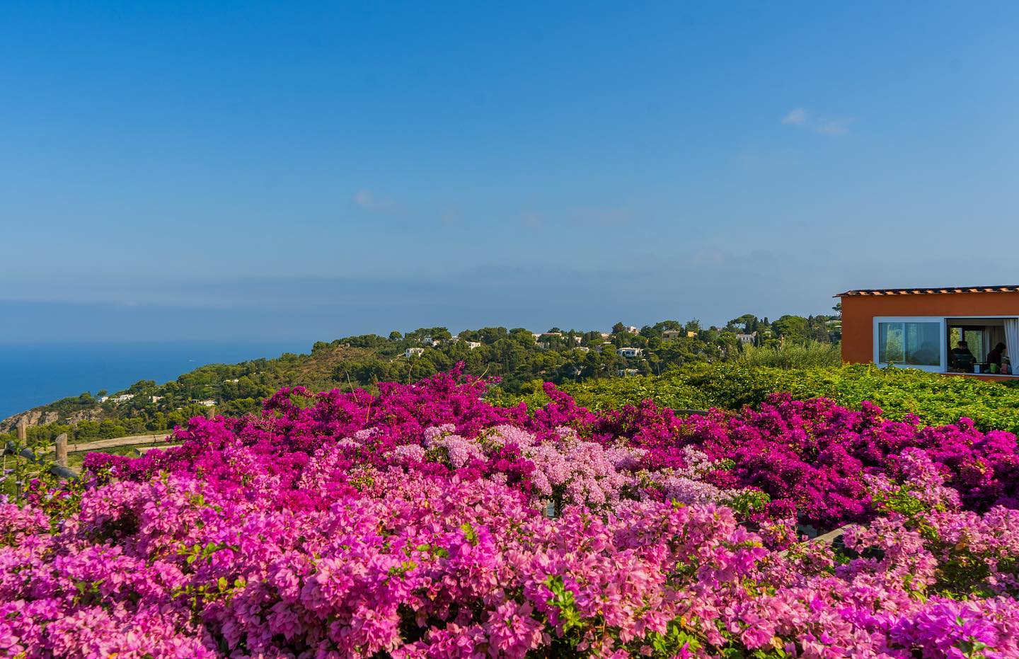 Bougainvillae Tag Ved Poolen