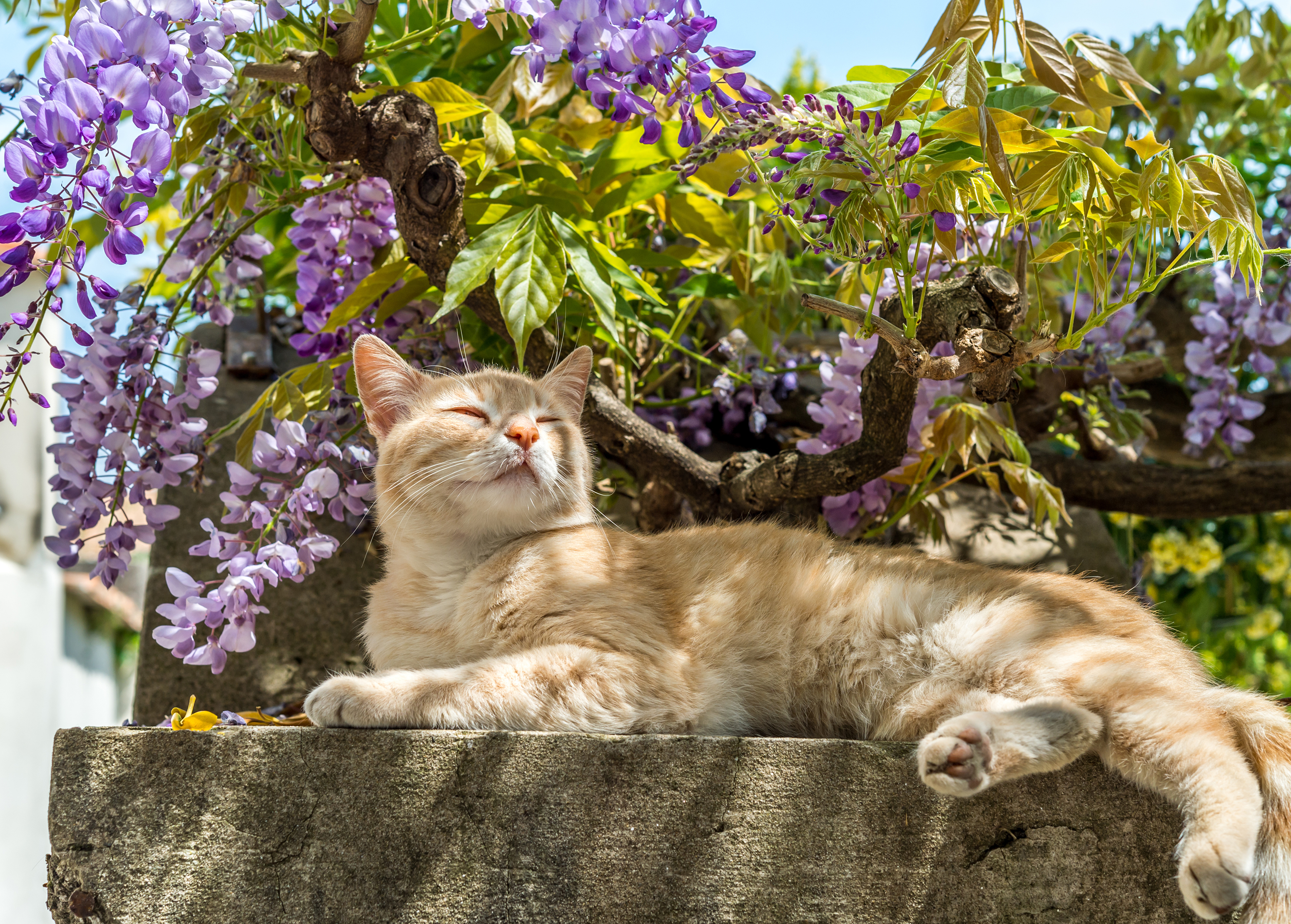 En katt nyter et øyeblikk i skyggen av en bougainvillea