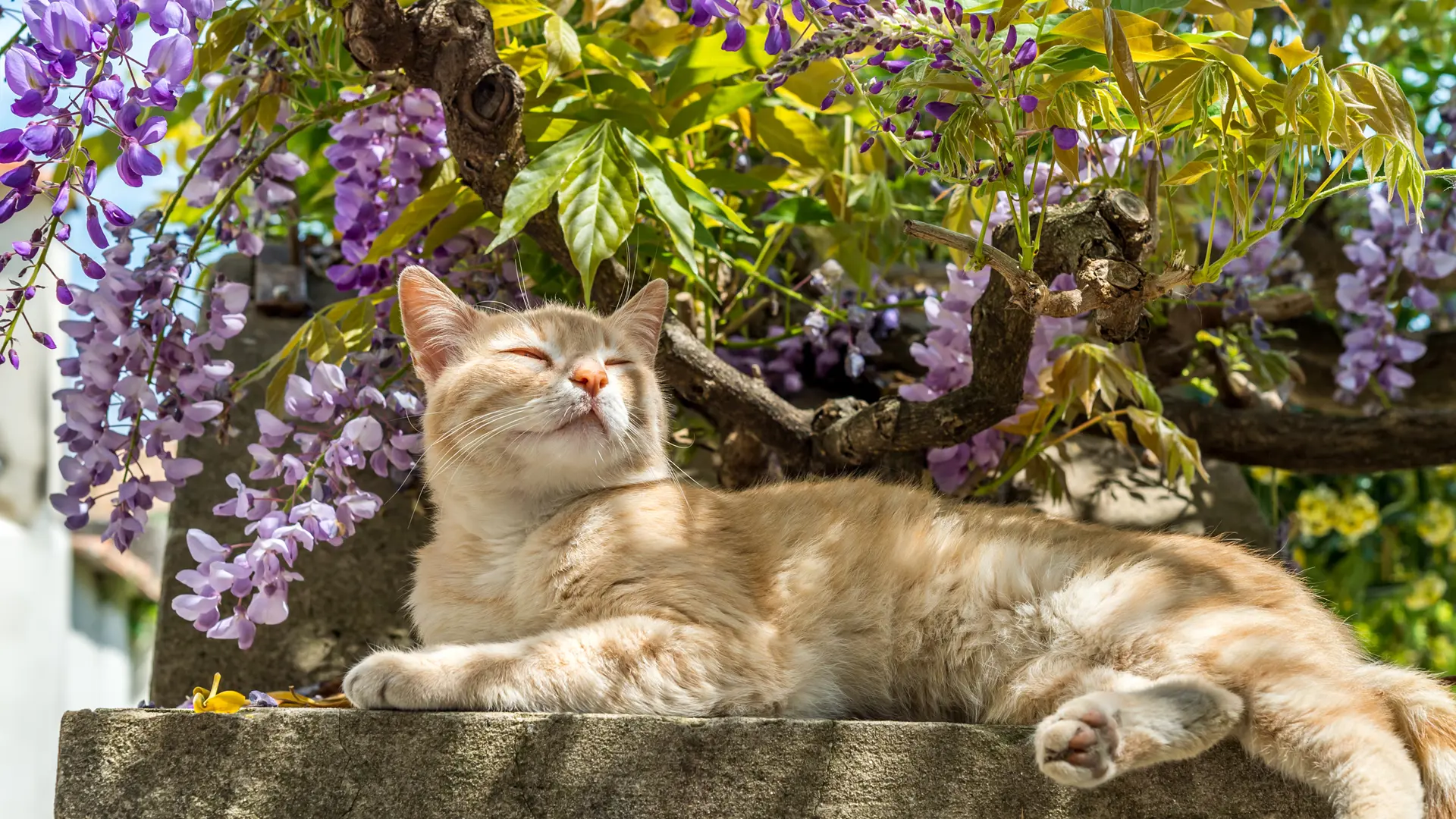 En katt nyter et øyeblikk i skyggen av en bougainvillea