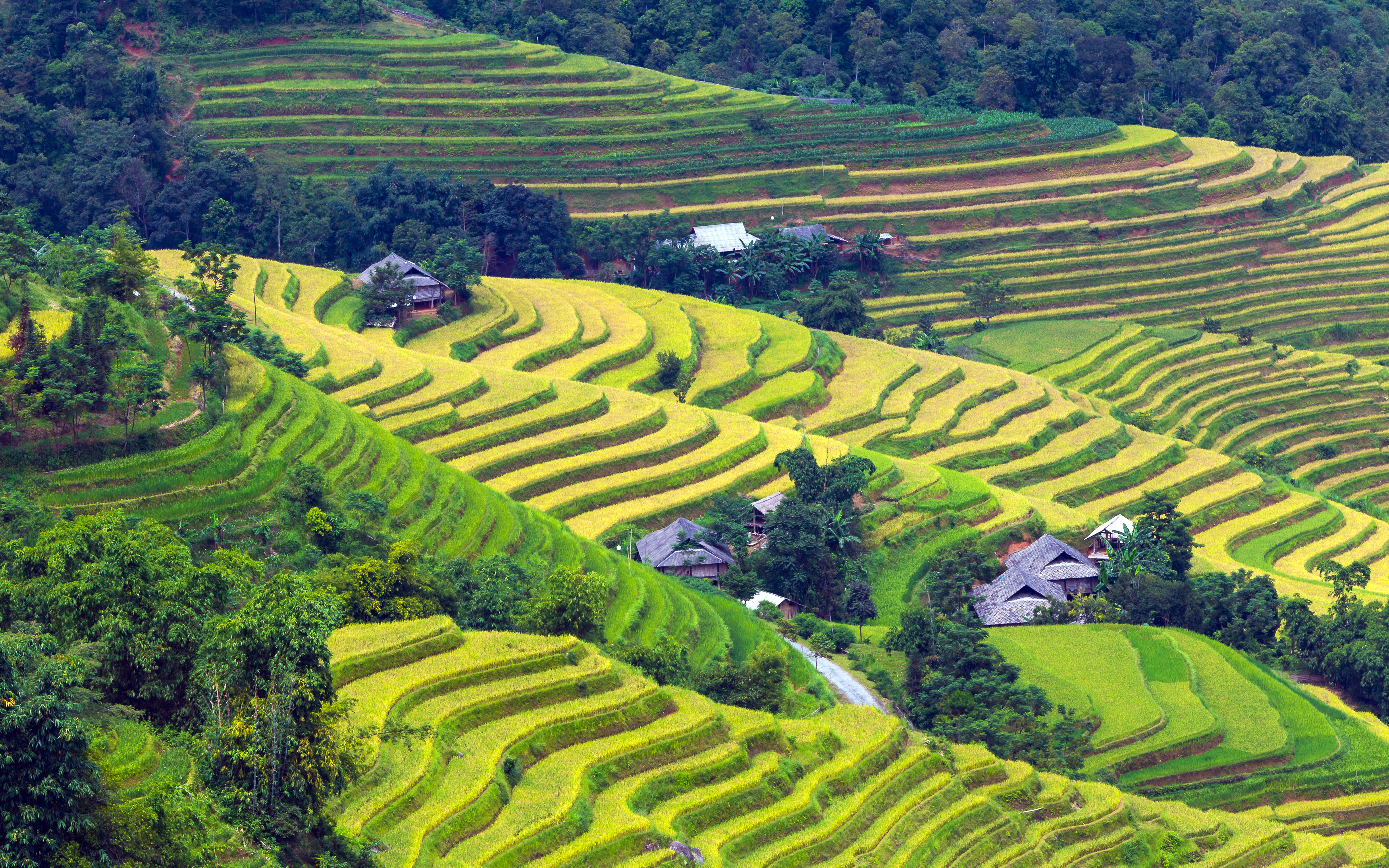 shutterstock_326991734 HA GIANG, VIETNAM - SEPTEMBER 19, 2015 Rice fields on terraced of Hoang Su Phi, Ha Giang, Vietnam..jpg