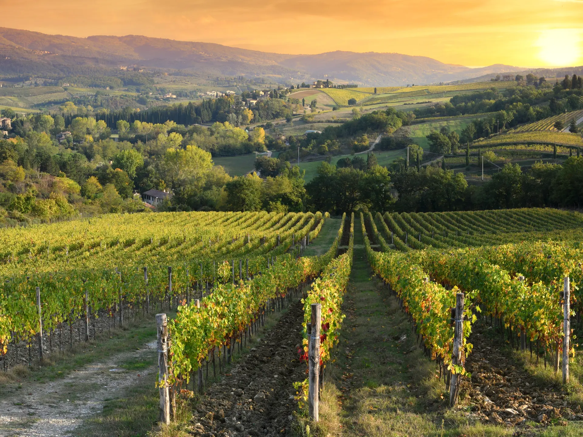 Shutterstock 2000017304 Solen Går Ned Over Vinmarkerne Ved Greve In Chianti