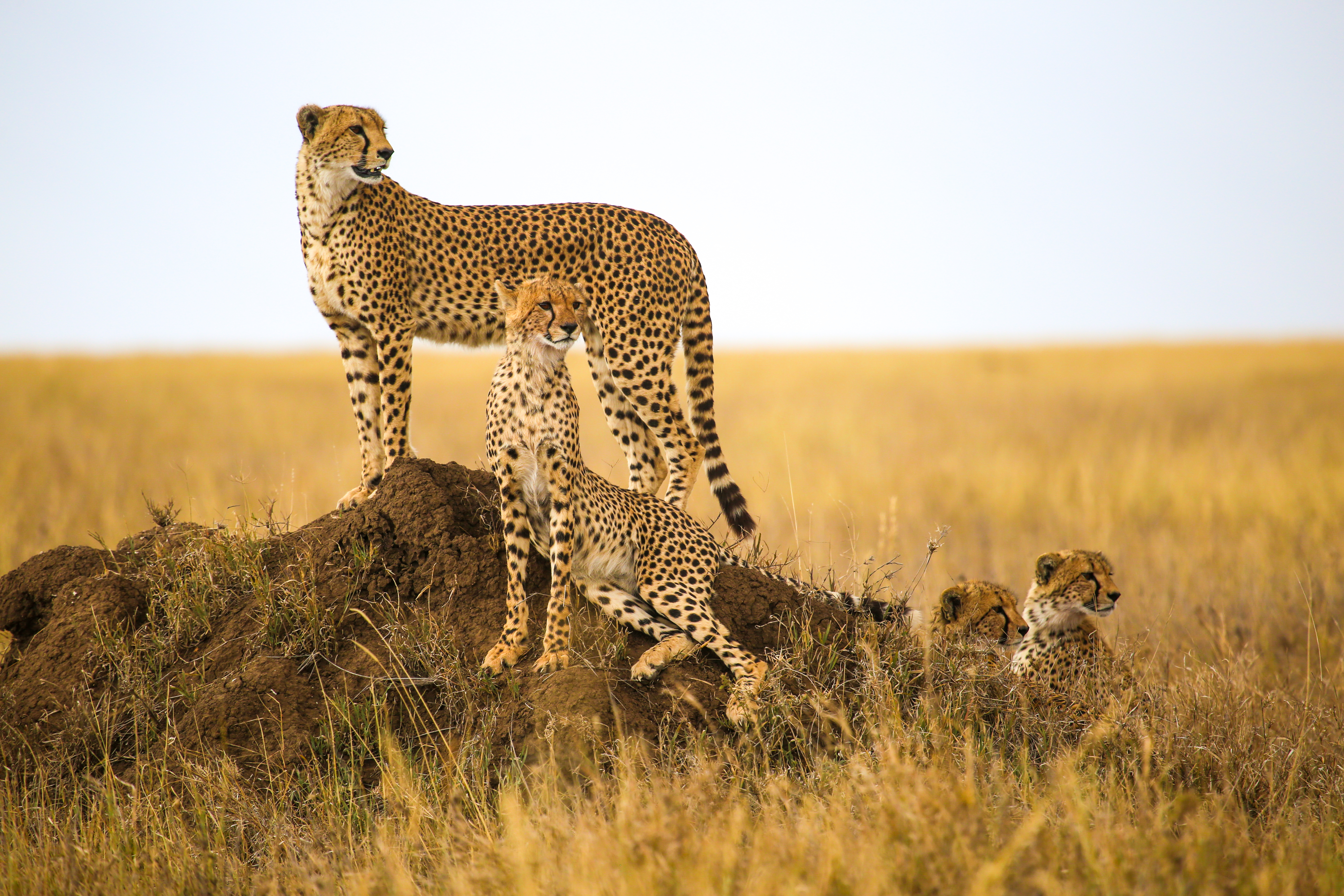 Serengeti Geparder (1)