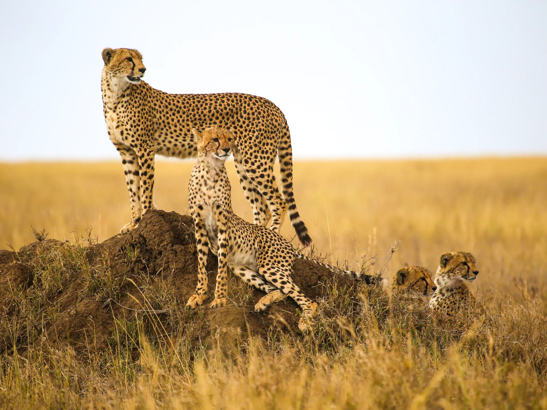 Serengeti Geparder (1)