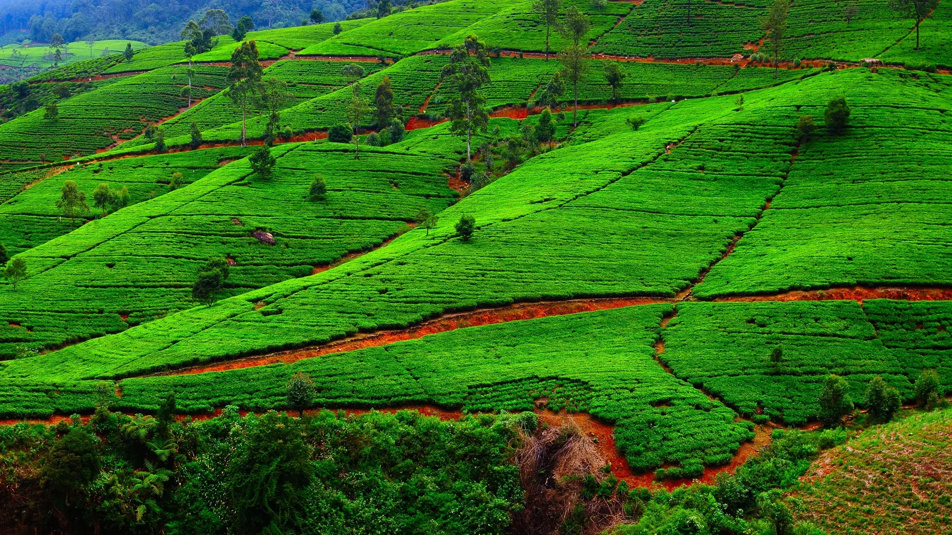 shutterstock_229257676 Fields of tea. Plantation in Sri Lanka..jpg