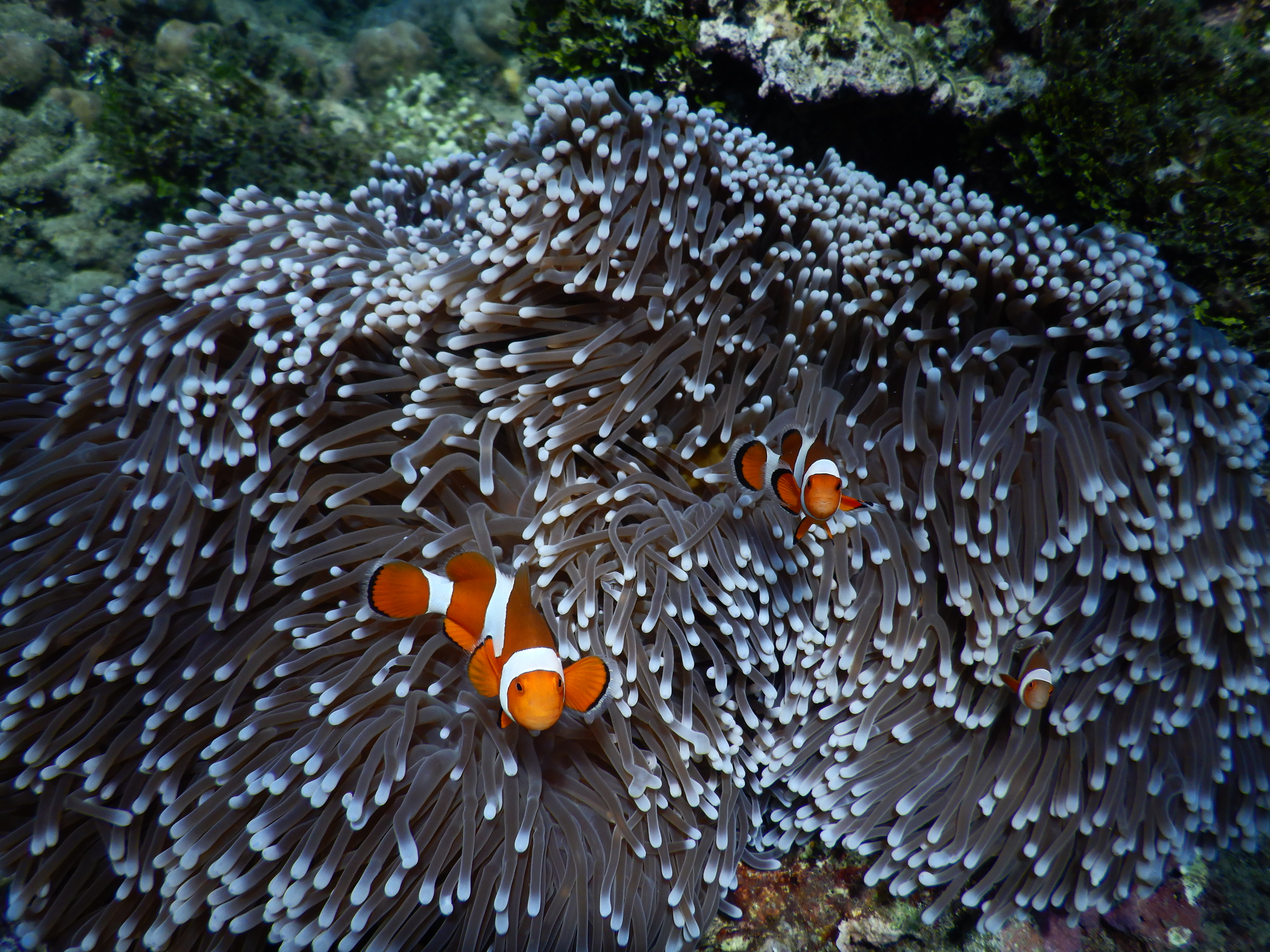 Shutterstock 1290874948