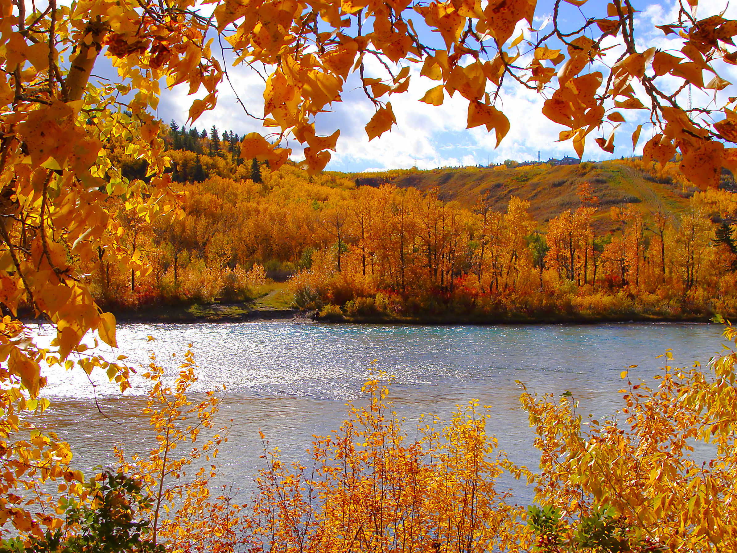 Colorful fall foliage along the Bow River, Calgary, Canada_62250094.jpg