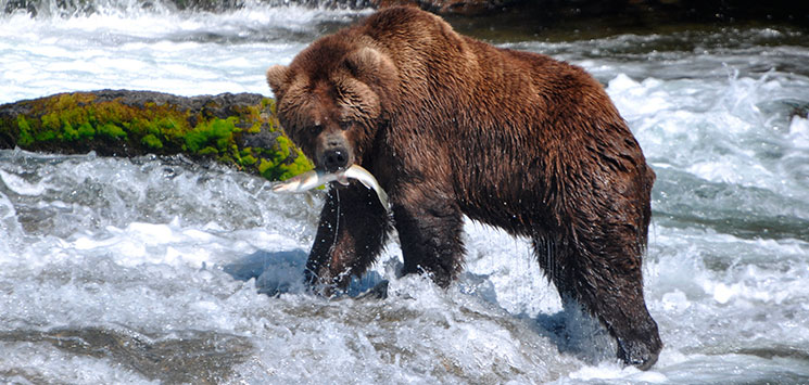 Grizzlybjorne-findes-mange-steder---for-eksempel-i-Banff-NP.jpg