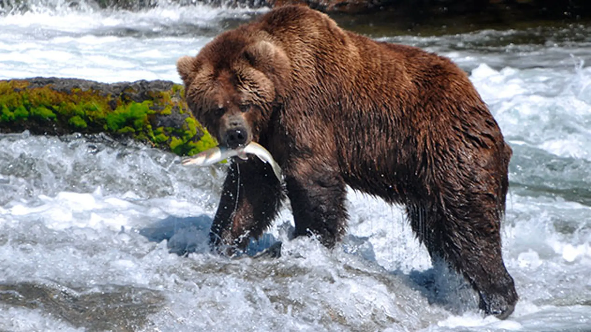 Grizzlybjorne-findes-mange-steder---for-eksempel-i-Banff-NP.jpg