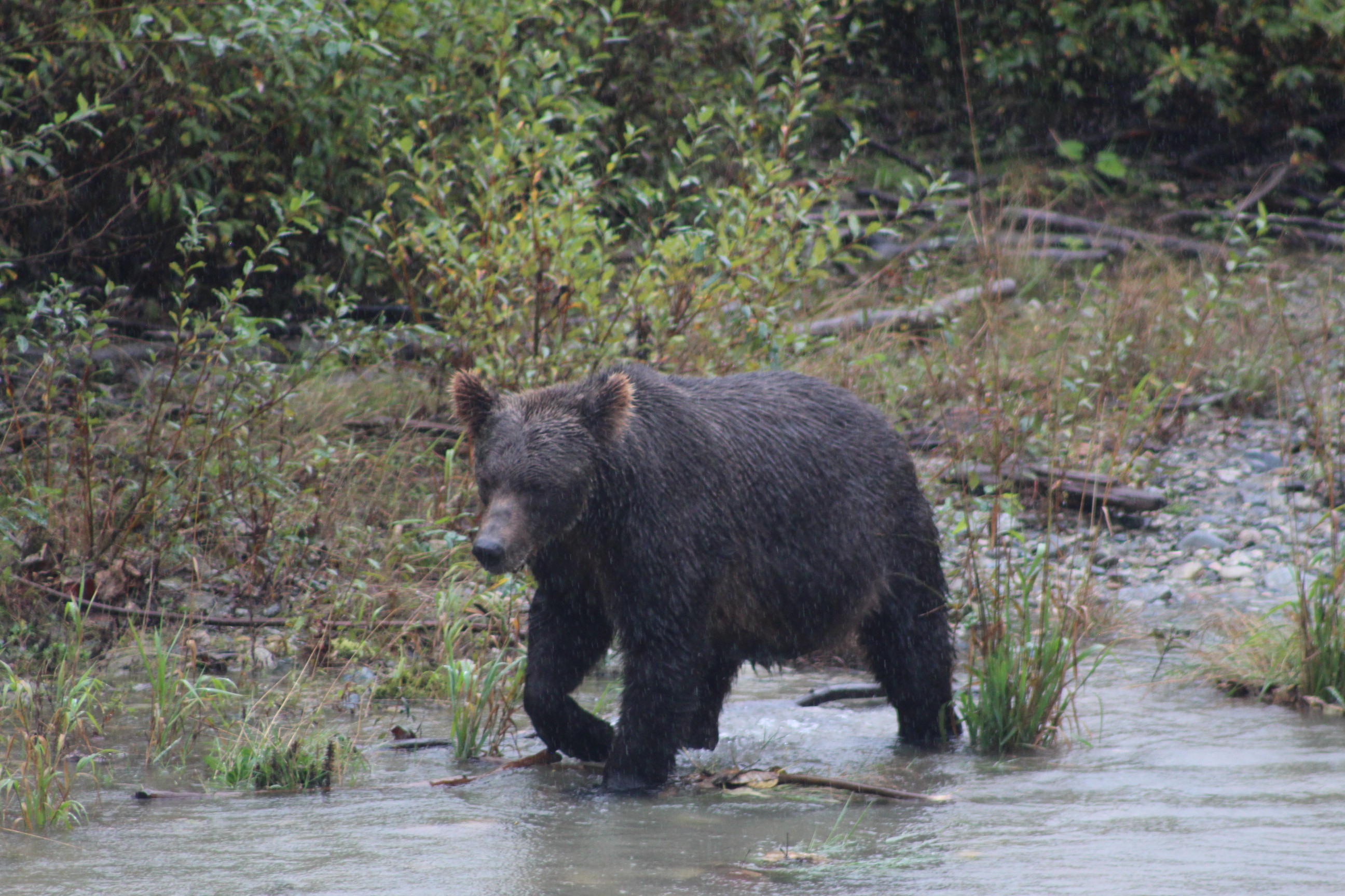 Grizzly I Bute Inlet HSTDOK Canada 2024 (47)