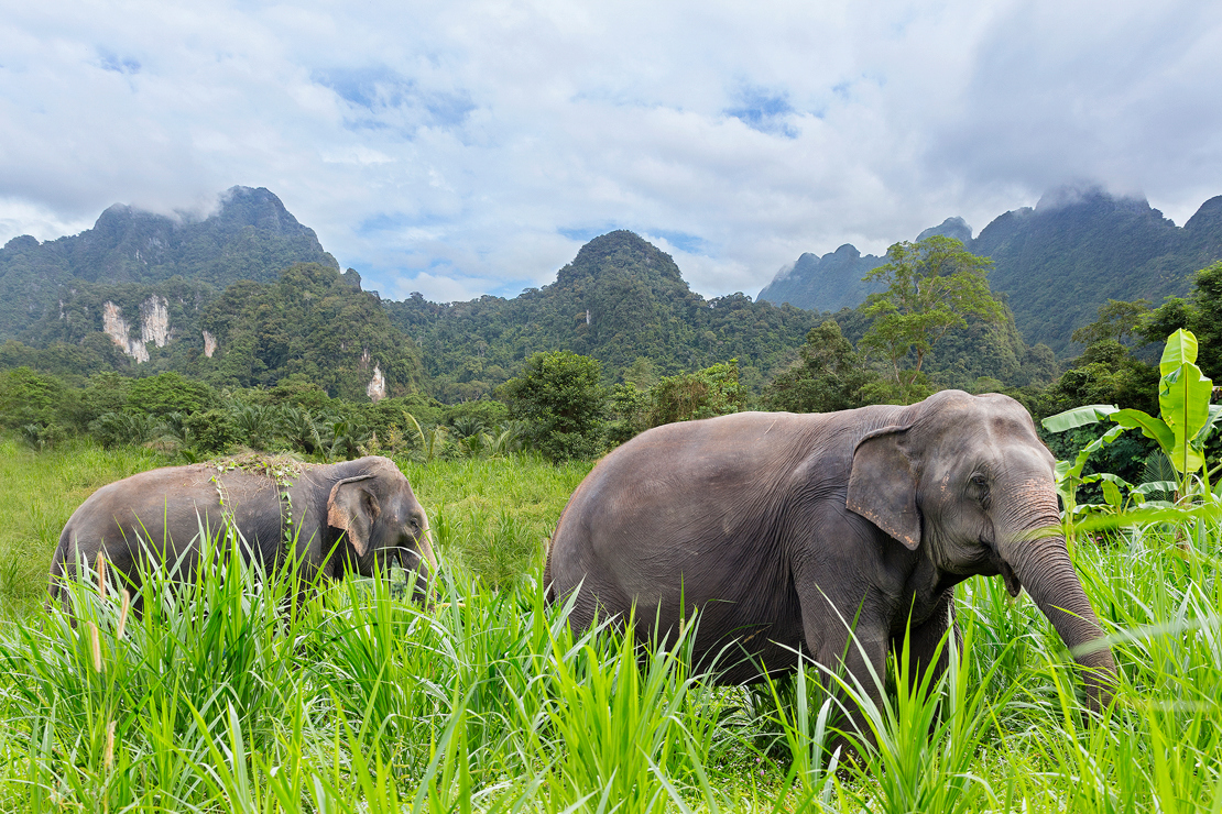 ELEPHANT HILLS - Under jeres ophold i junglelejren kommer i tæt på elefanterne. Elephant Hills gør en stor indsats for skovens kæmper og er på den baggrund blevet indstillet til en pris af National Geographic, Check Point Travel
