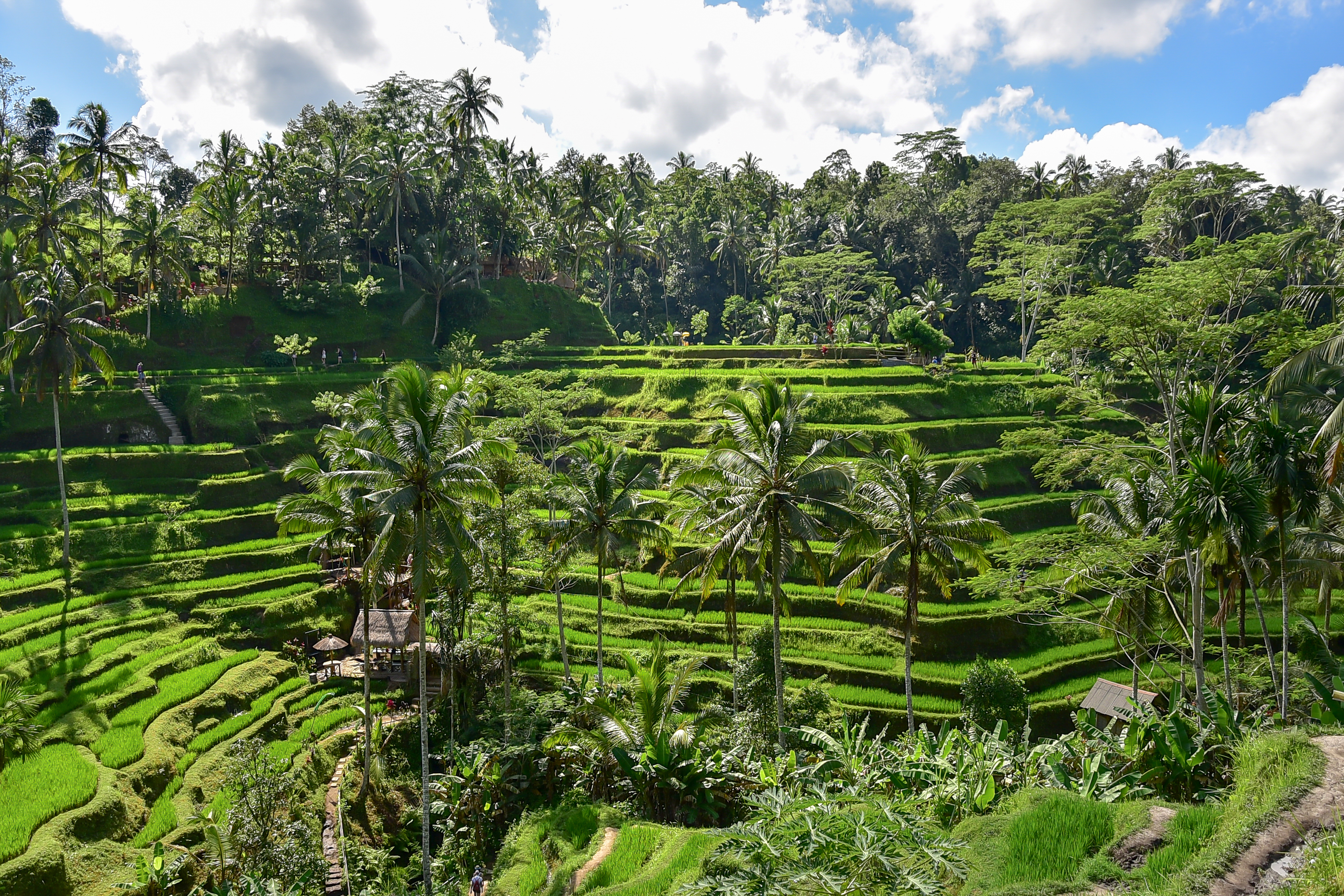 Shutterstock 1102004705 (Beautiful Green Terrace Paddy Fields On Tagallalang Bali, Indonesia)