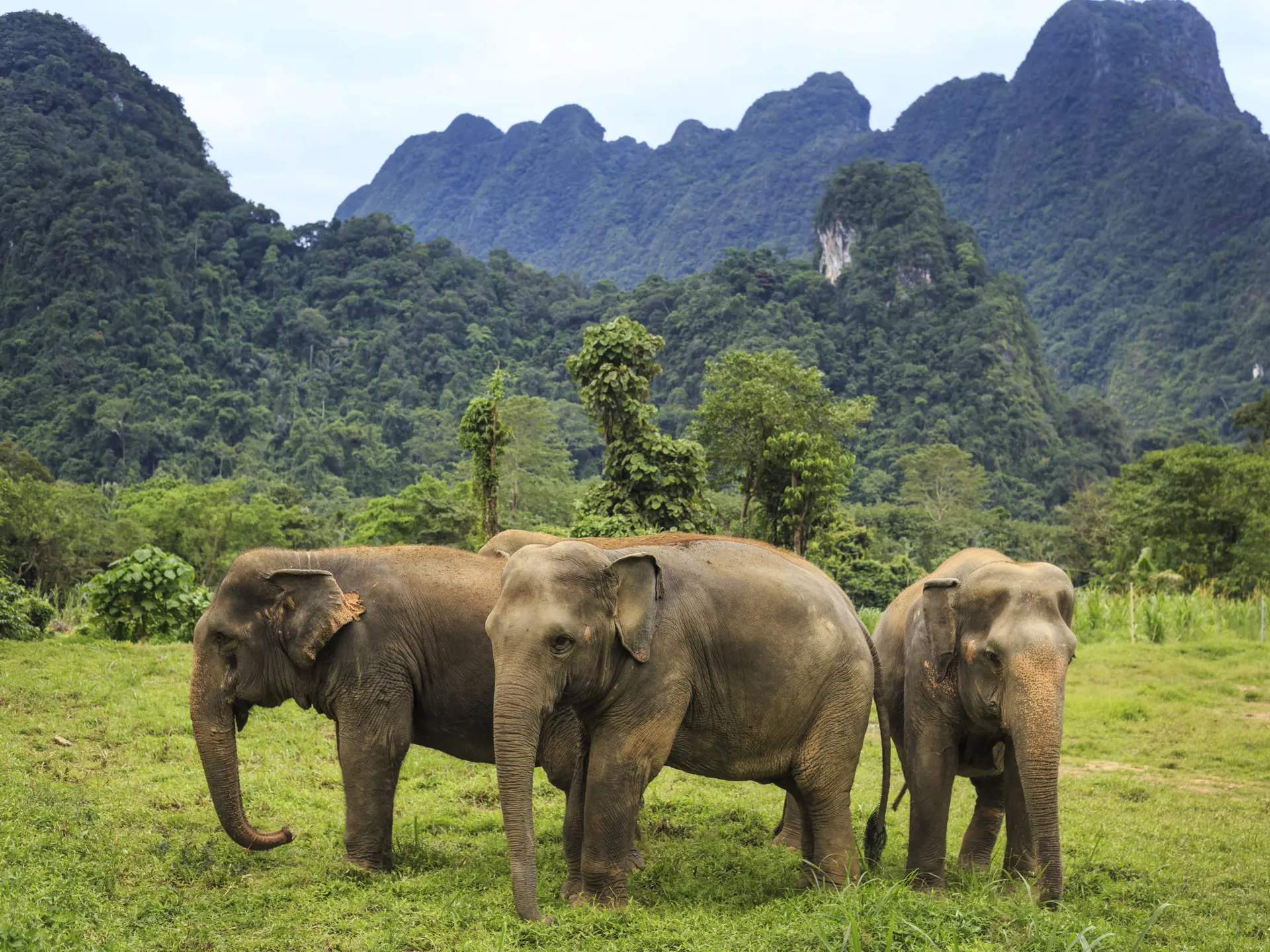 Elephant Experience at Elephant Hills Luxury Tented Camp Khao Sok National Park Thailand.jpg