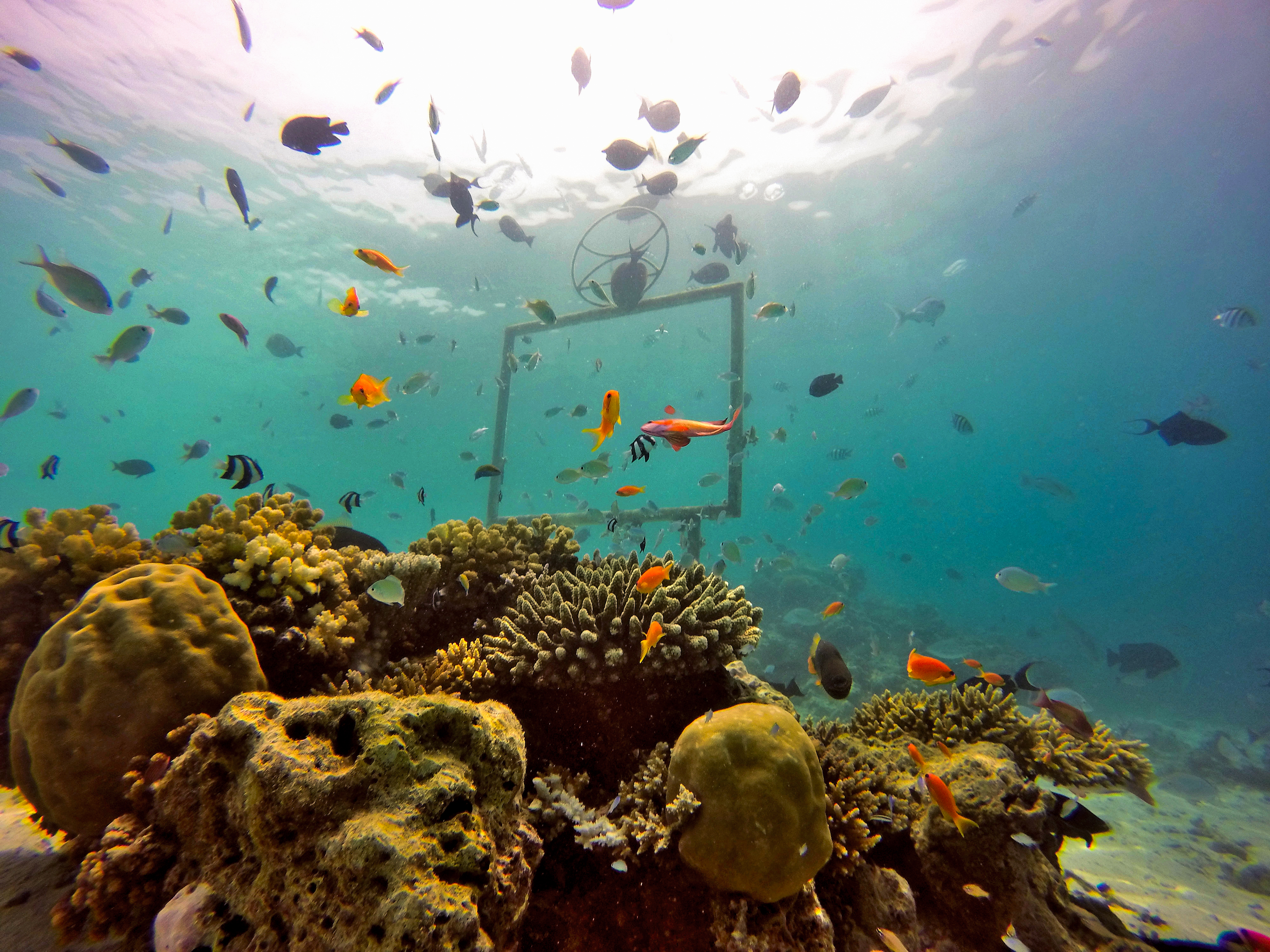 Constance Moofushi Diving Picturesque 01 HD