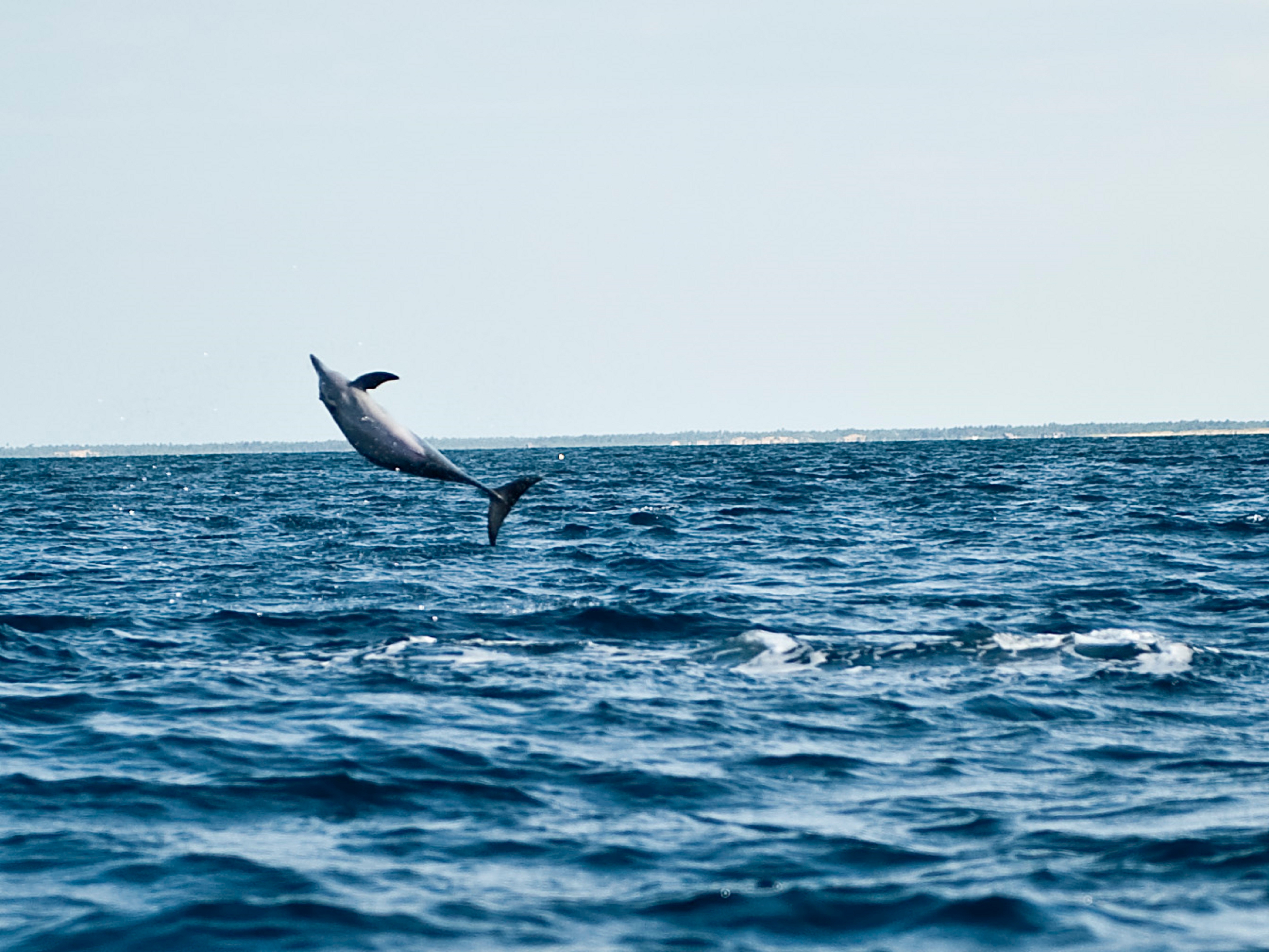 Shutterstock 2528906937 Delfinobservation I Kalpitiya Sri Lanka